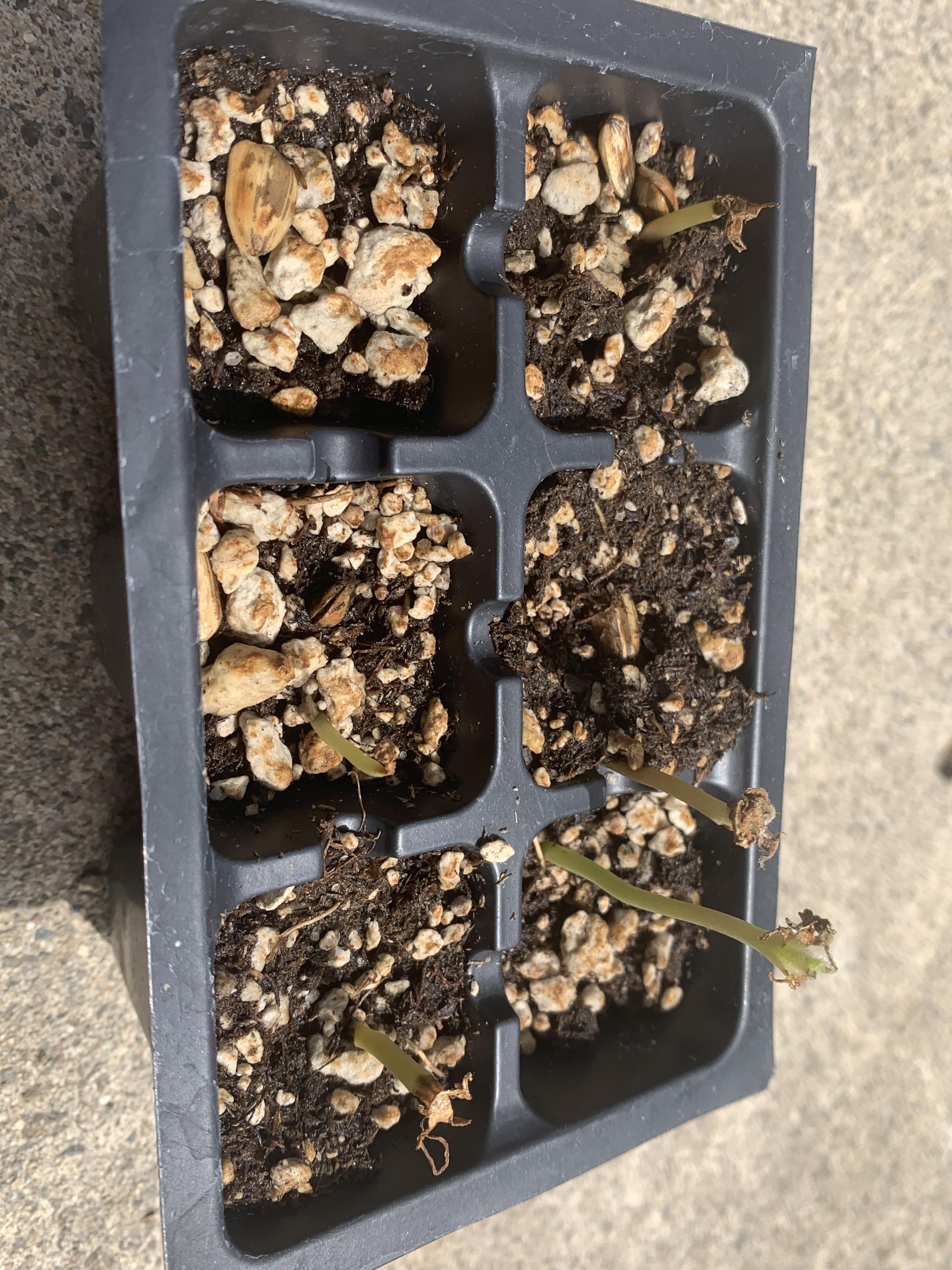 why are my sunflower seedlings dying ? r/plants