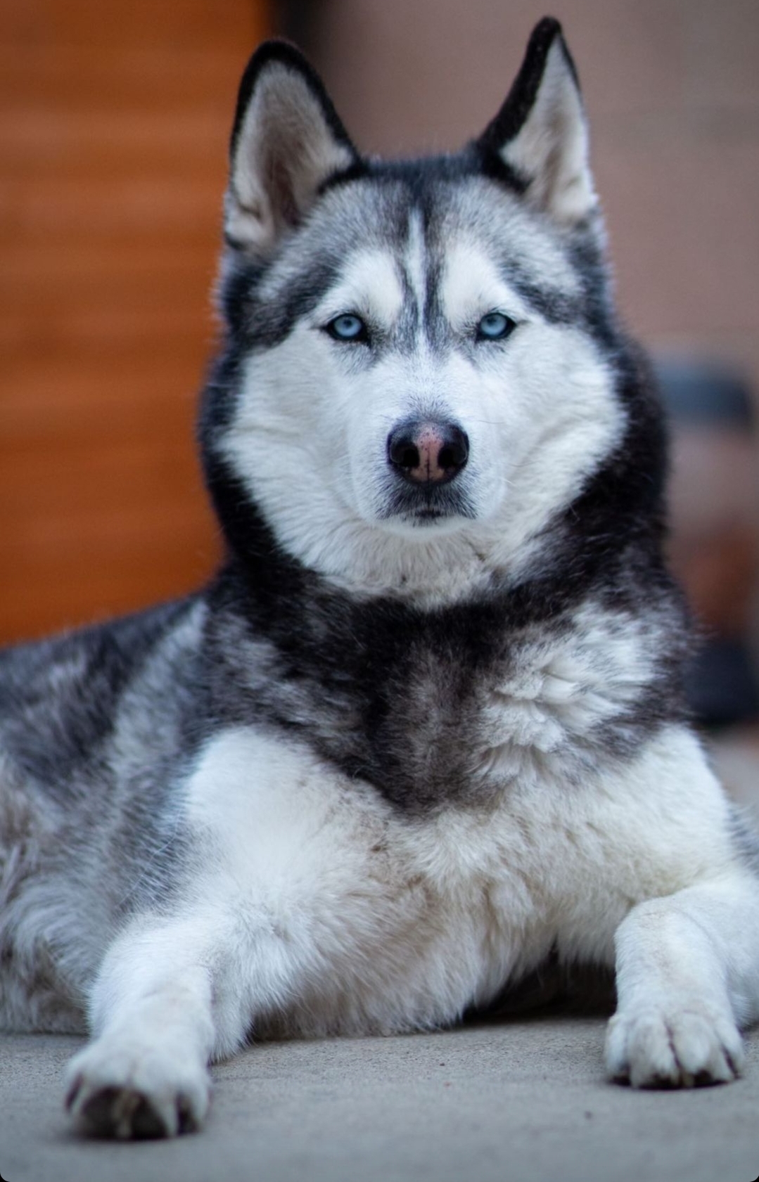 Best way to help my husky reduce her shedding fur? She's been shedding