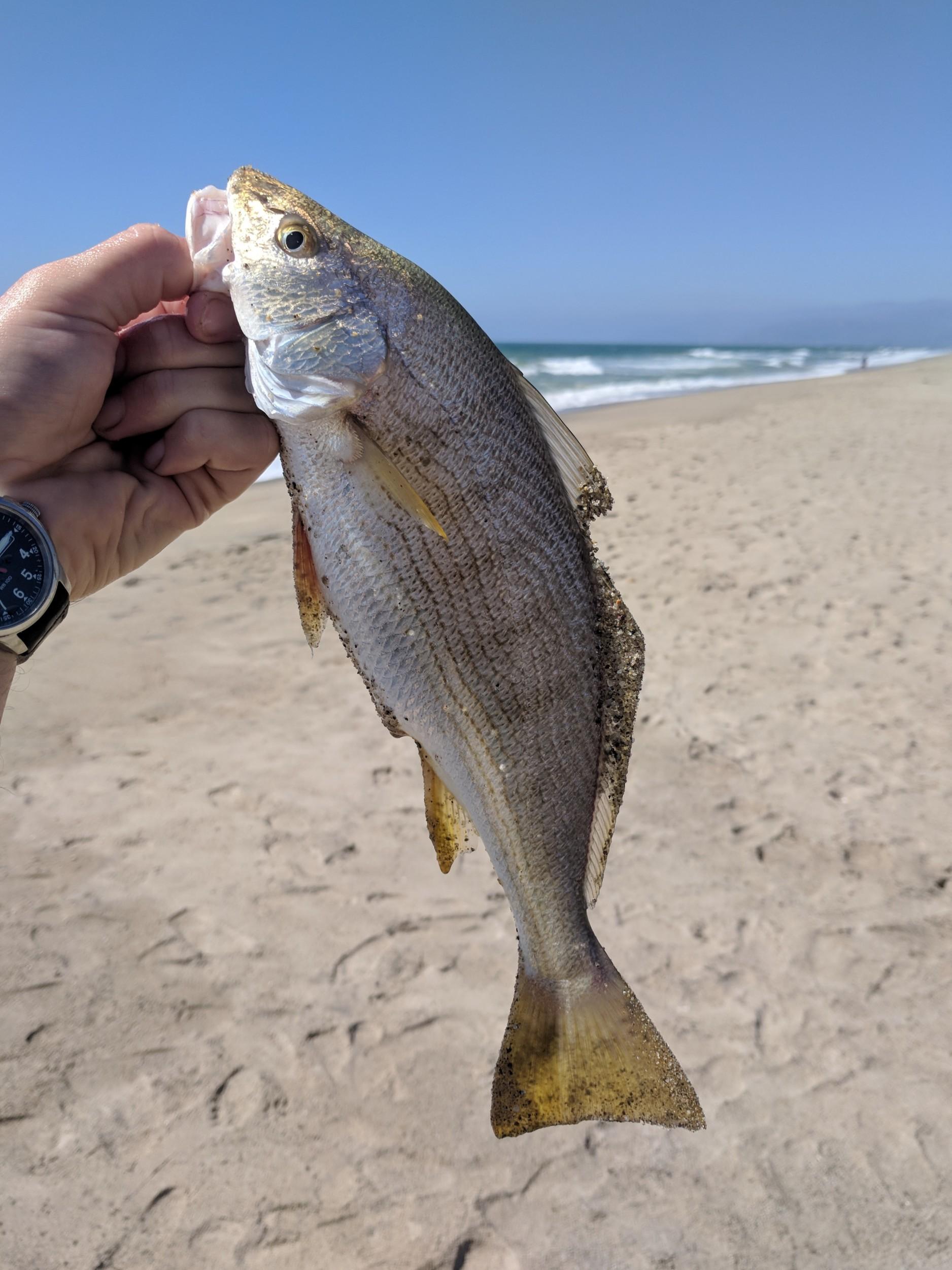 First fish from the surf! 12.5" Yellow Fin Croaker. r/SurfFishing