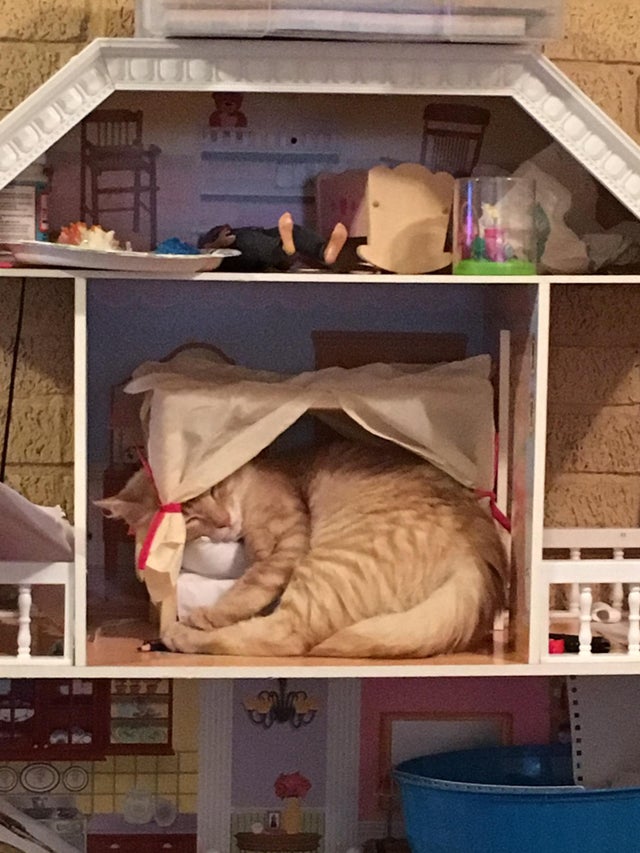 Cat was tired and jumped into my daughter doll house and actually used