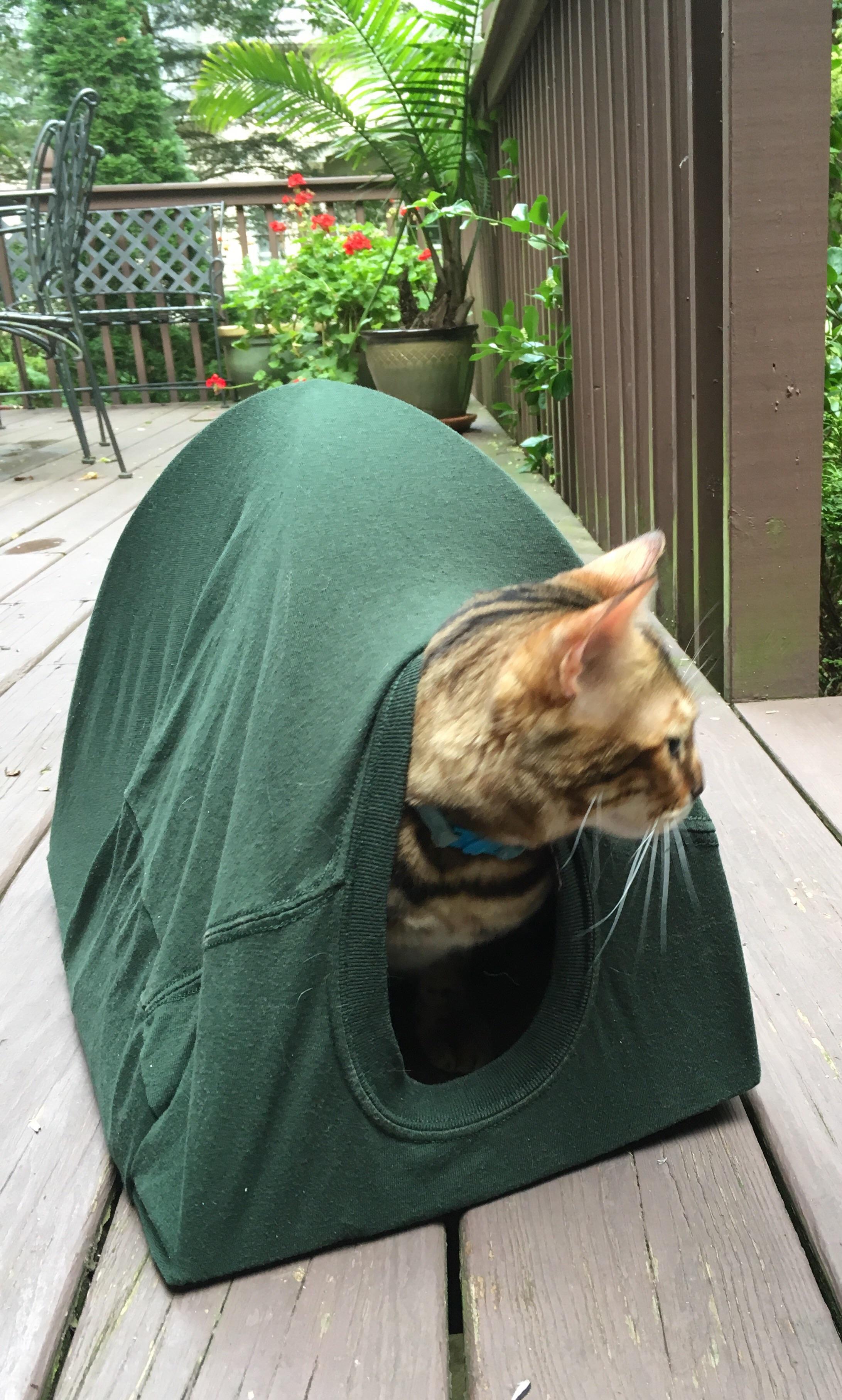 My kitty in her new favorite spot, the homemade cat tent. r/aww