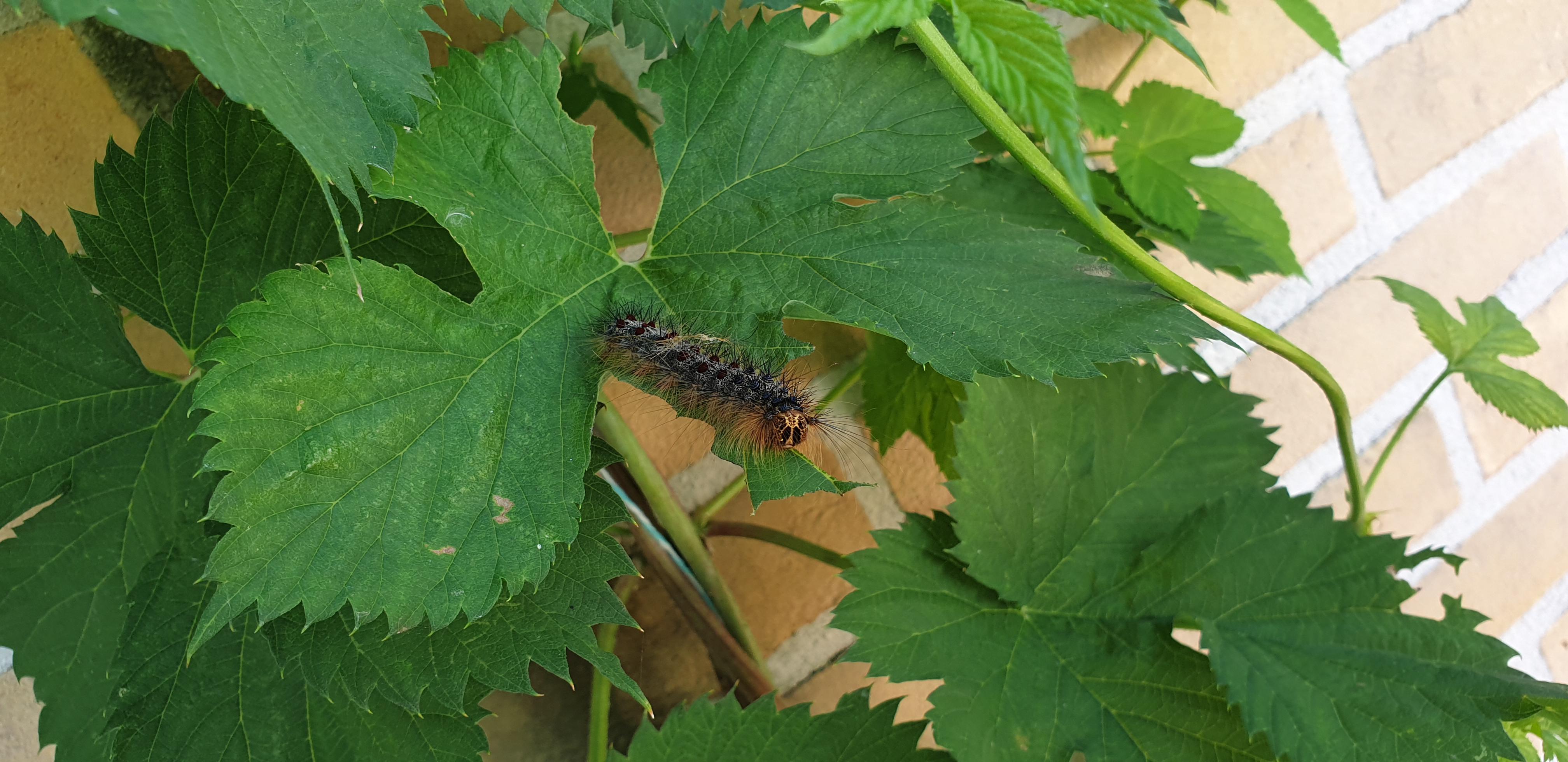 What kind of caterpillar is this. Netherlands. r/insects