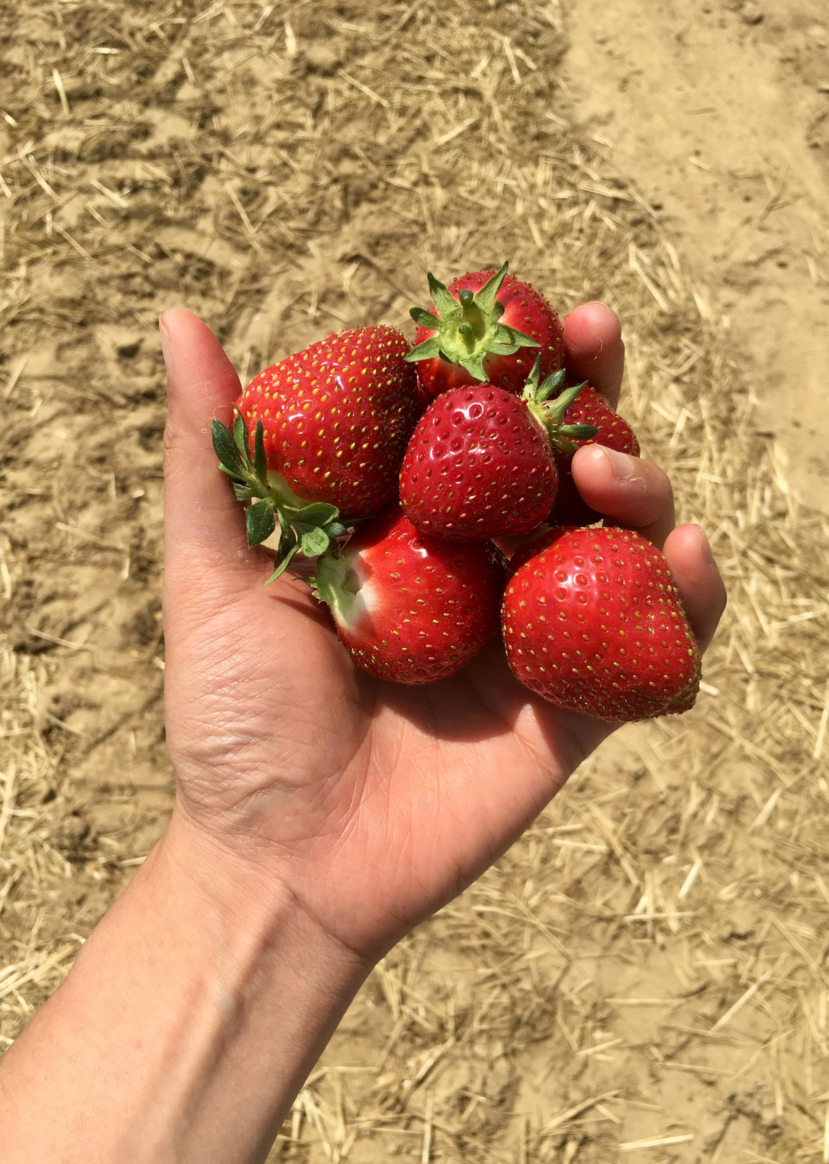 psa, its strawberry season! r/newjersey