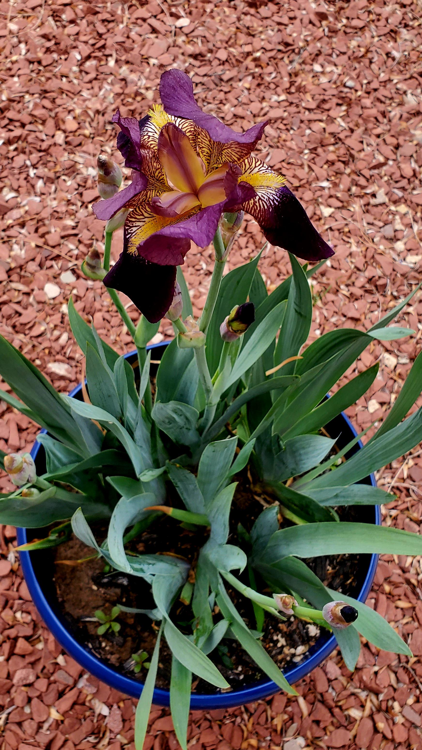 Our Iris opened up today! Does anyone know what kind of Iris this may