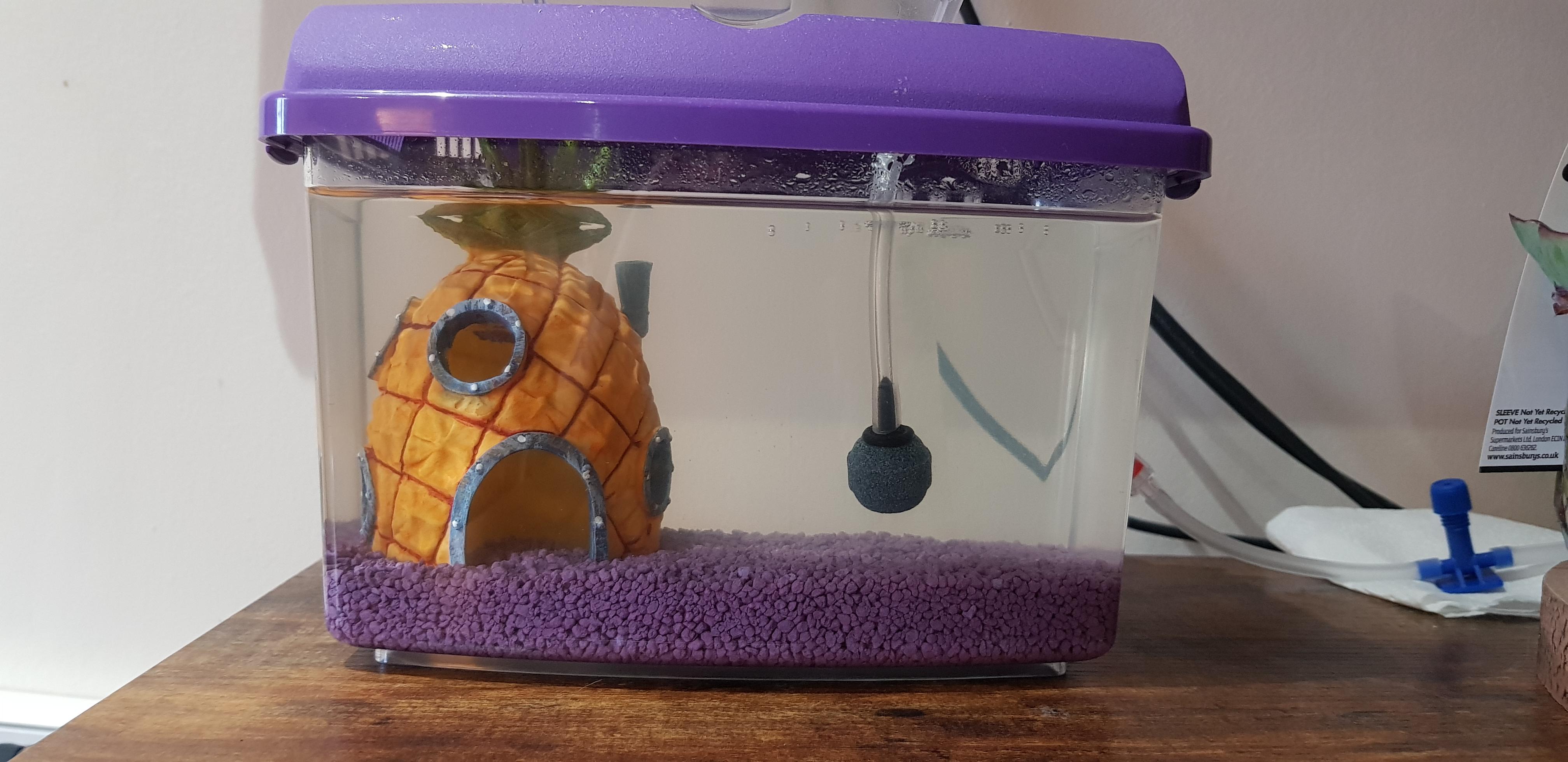 I really need help! I feel like a Sea Monkey serial killer! (Request