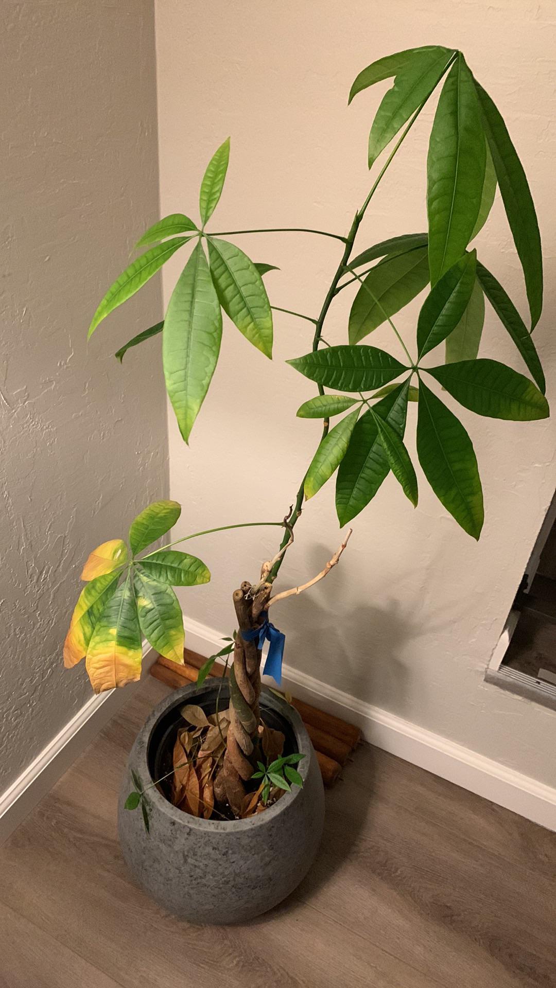 Why is my money tree leaves turning yellow and dropping??😢😭 r/houseplants