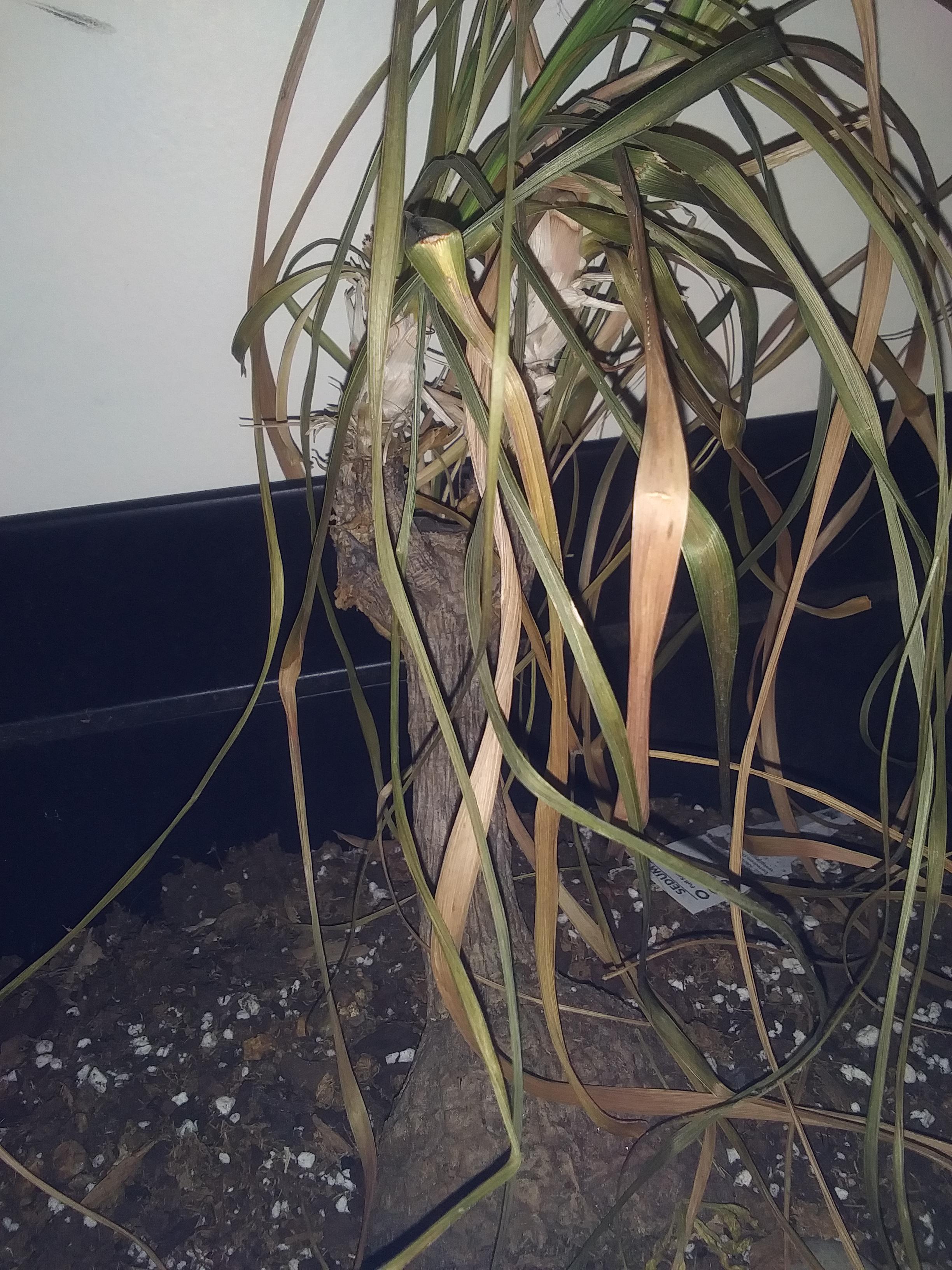 What's wrong with my ponytail palm? r/plantclinic