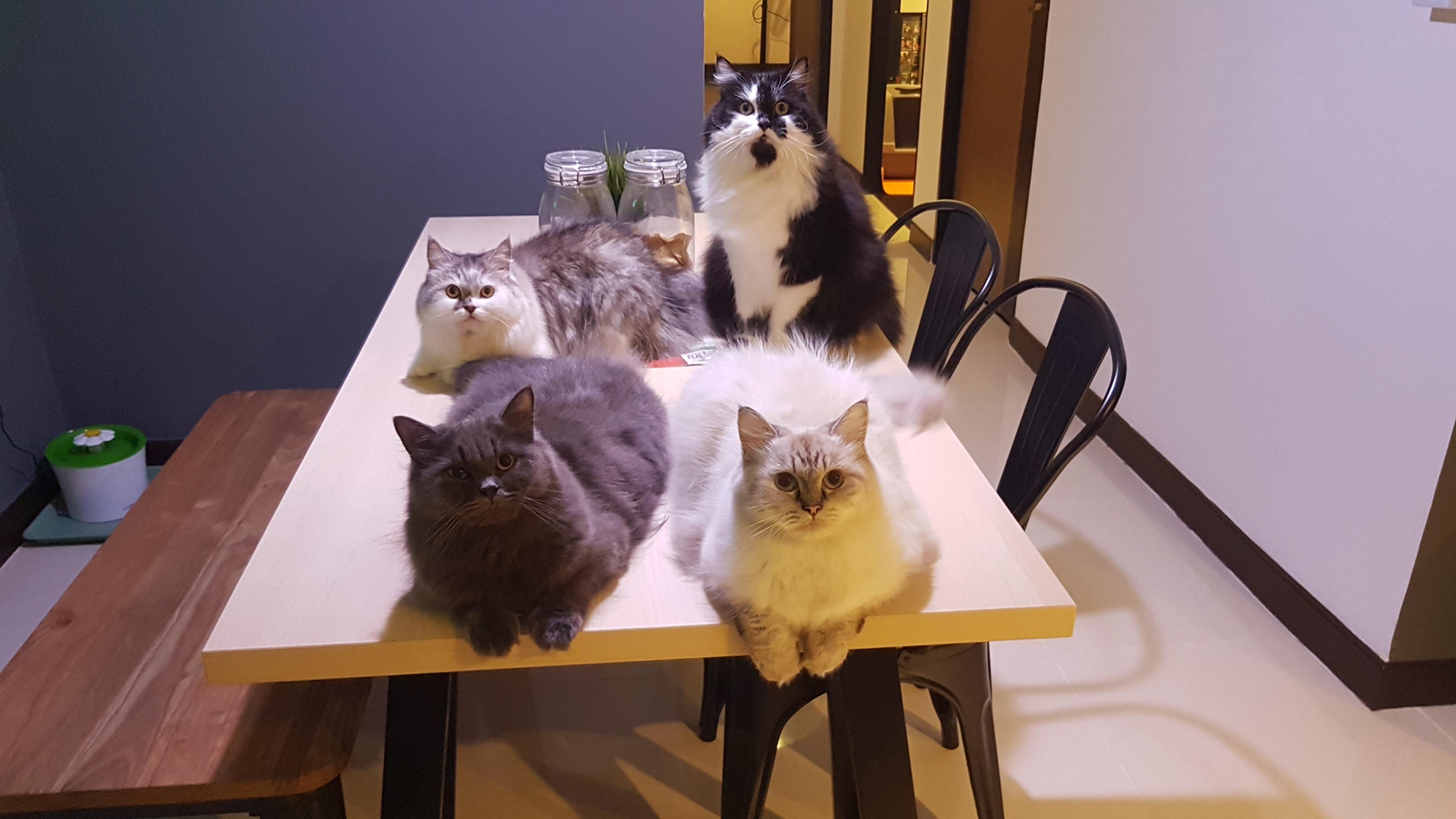 My complete family. r/cats