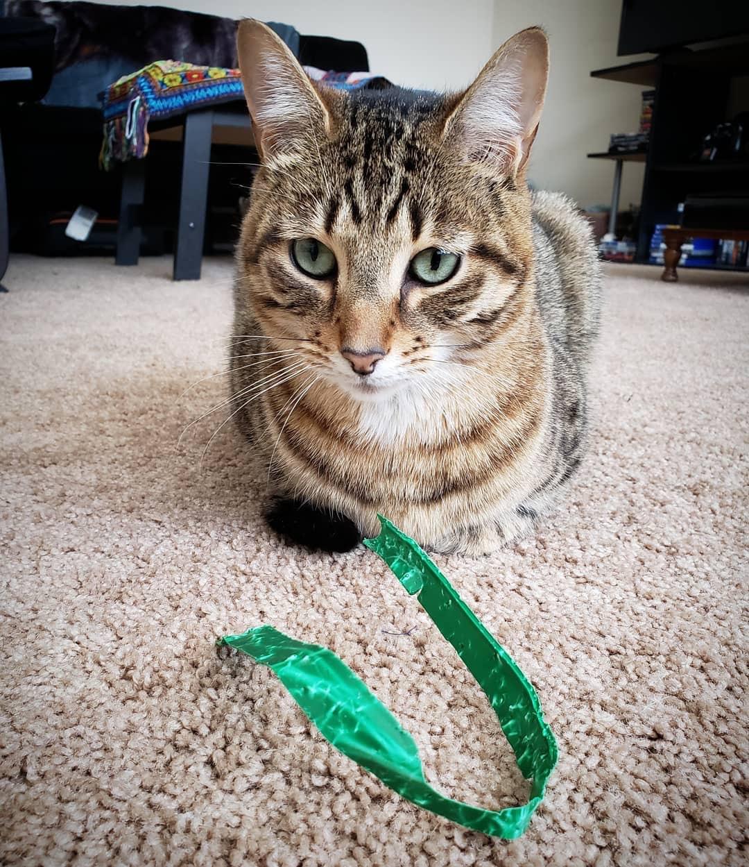 My cat’s absolute favorite toy is a piece of plastic. r/cats