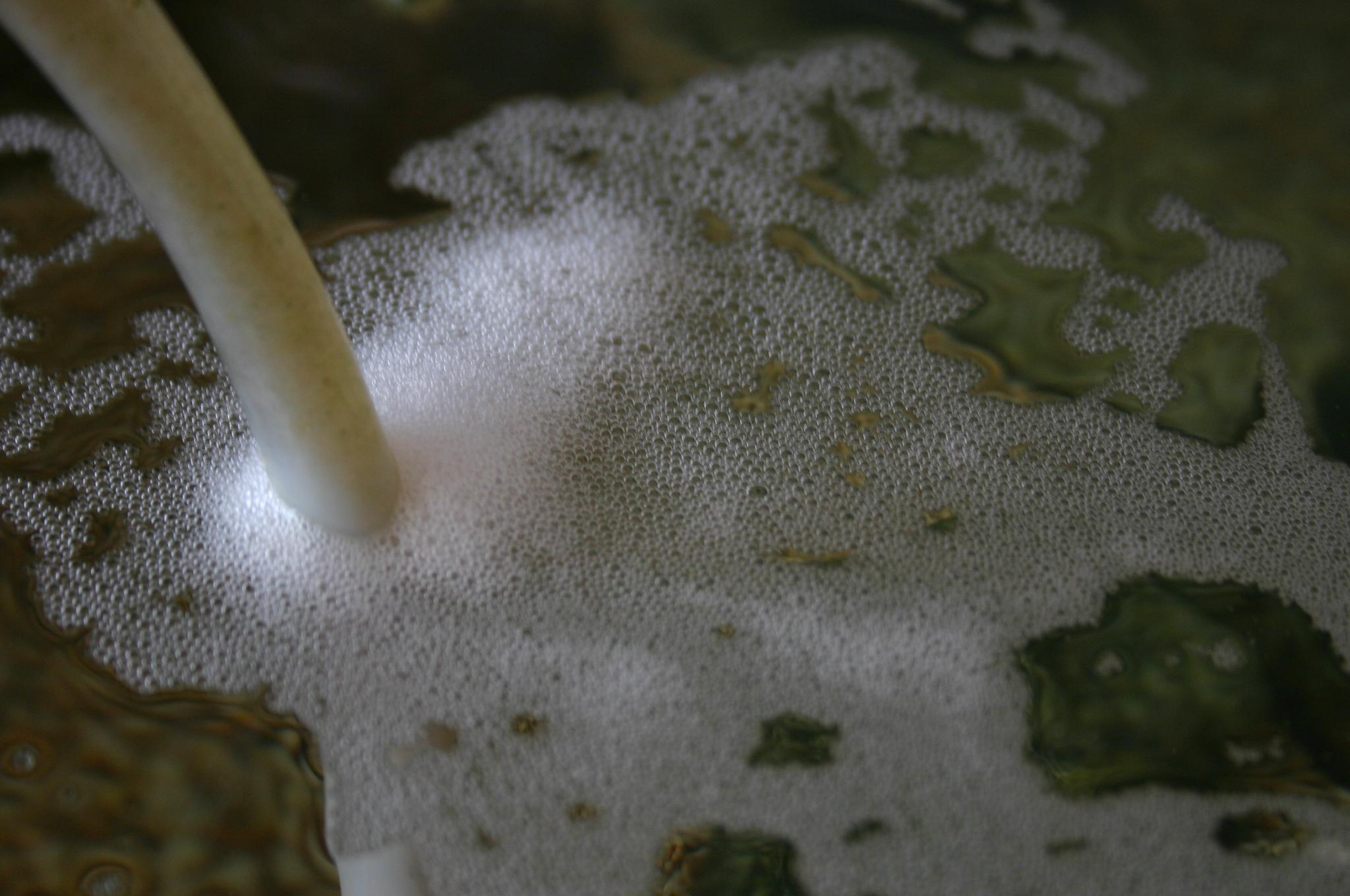 Frothy bubbles and dead fish? r/Aquariums