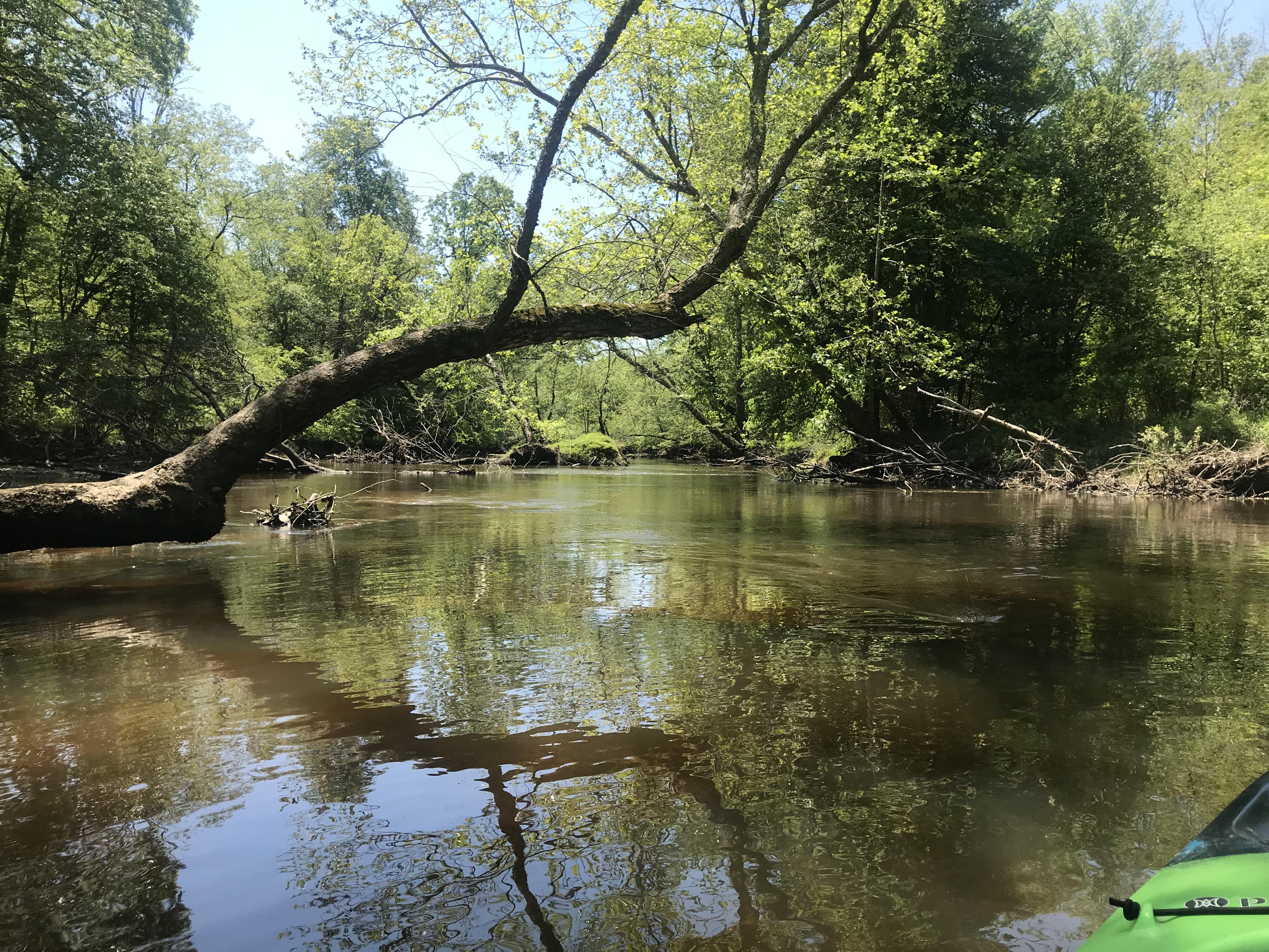 Easy float on the Mattaponi River r/Kayaking