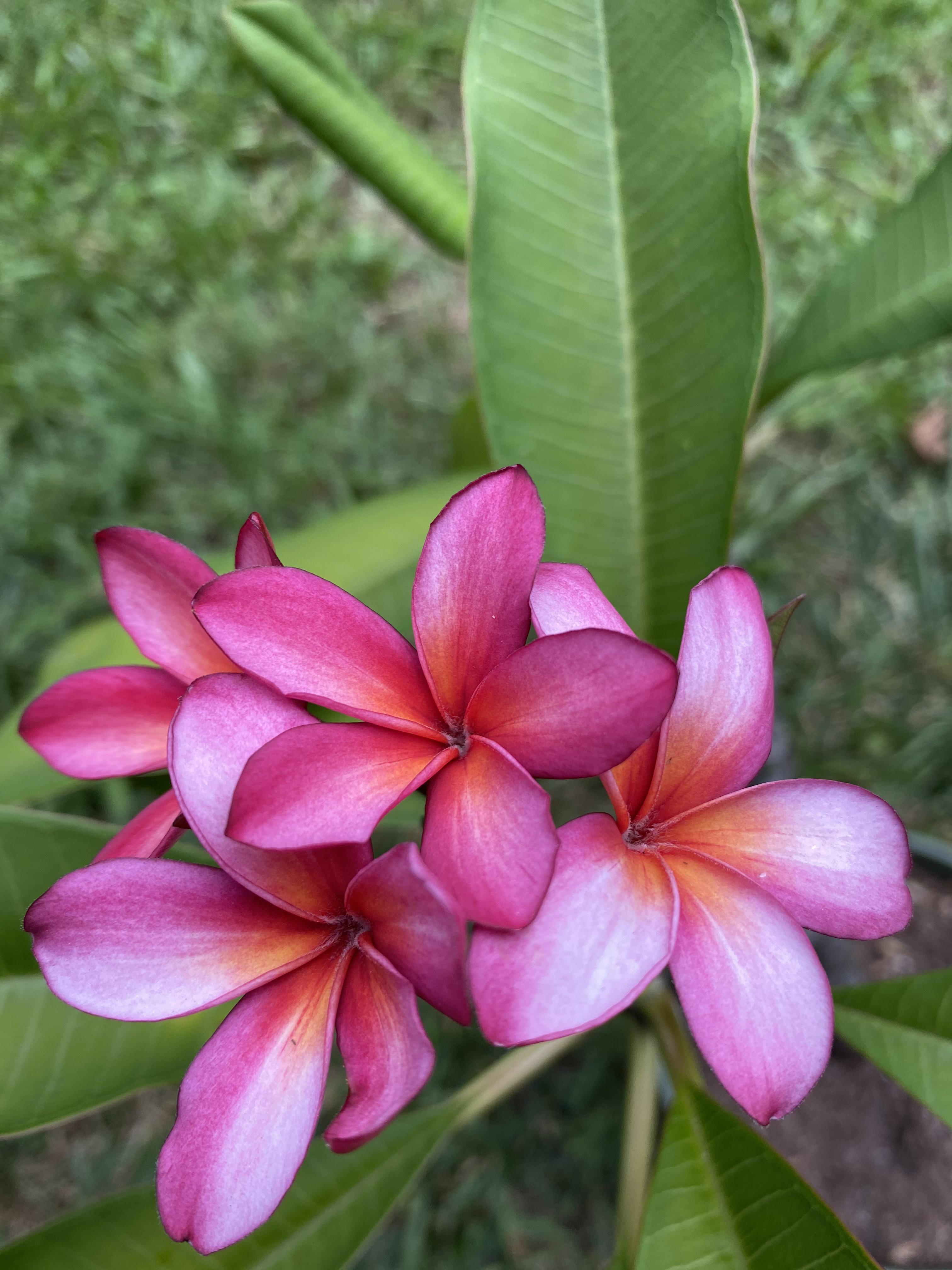plumeria in bloom! r/gardening