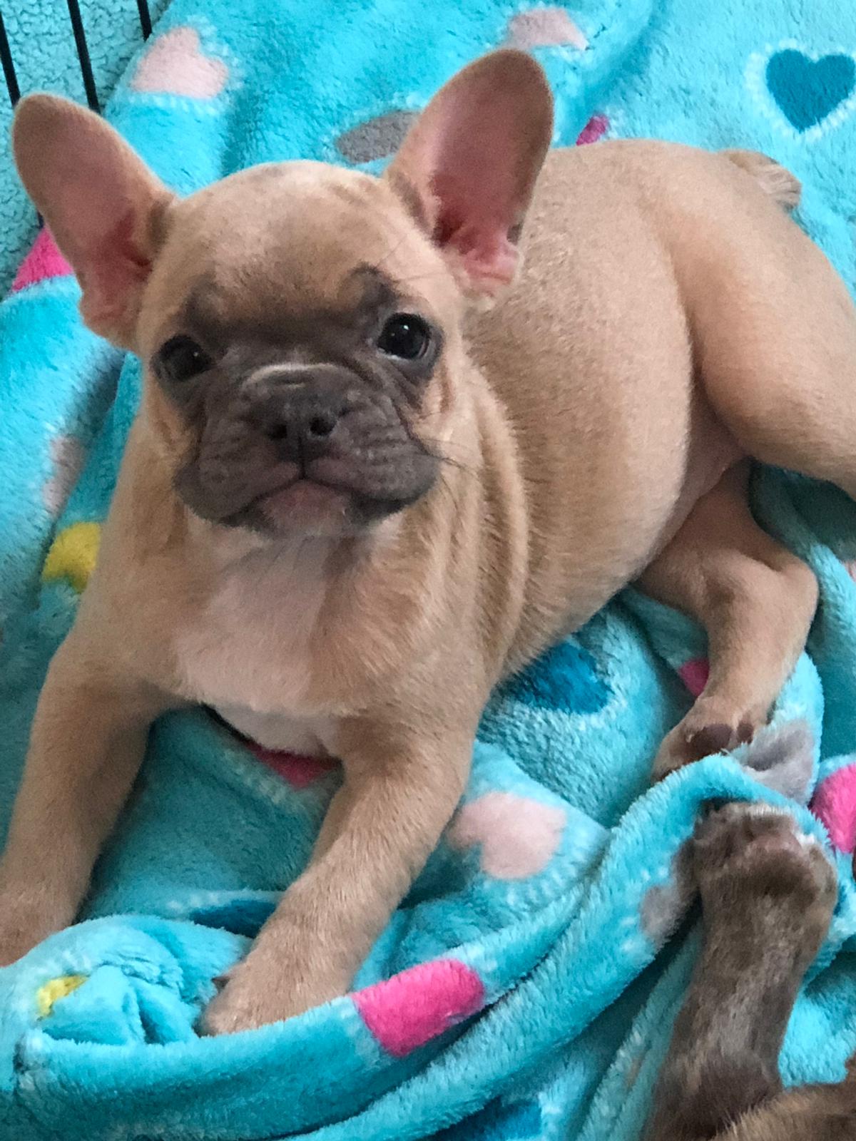 Great Reddit French Bulldog The ultimate guide bulldogs