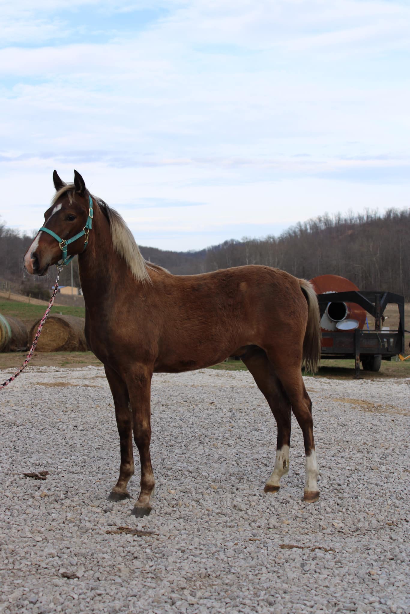 Rocky Mountain Horse Conformation? what do you think? r/Horses