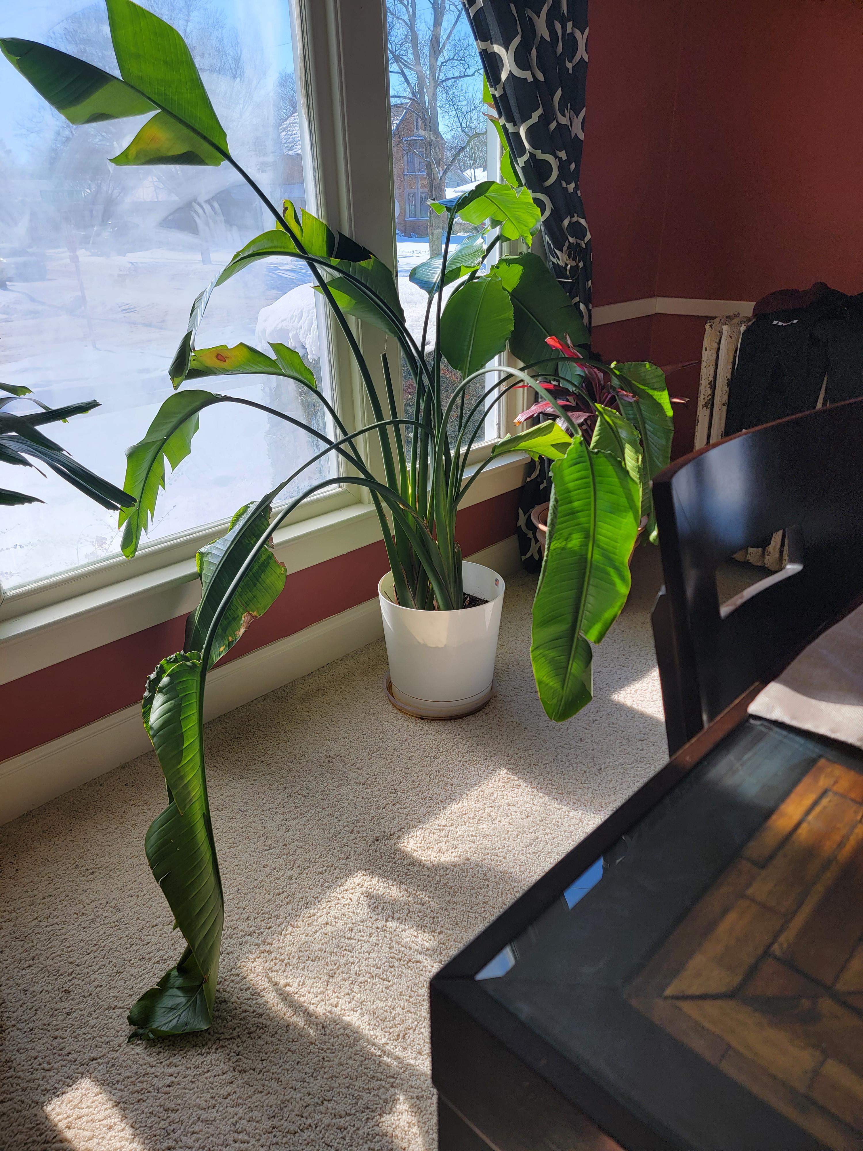 droopy bird of paradise. it's been like this since we moved in November