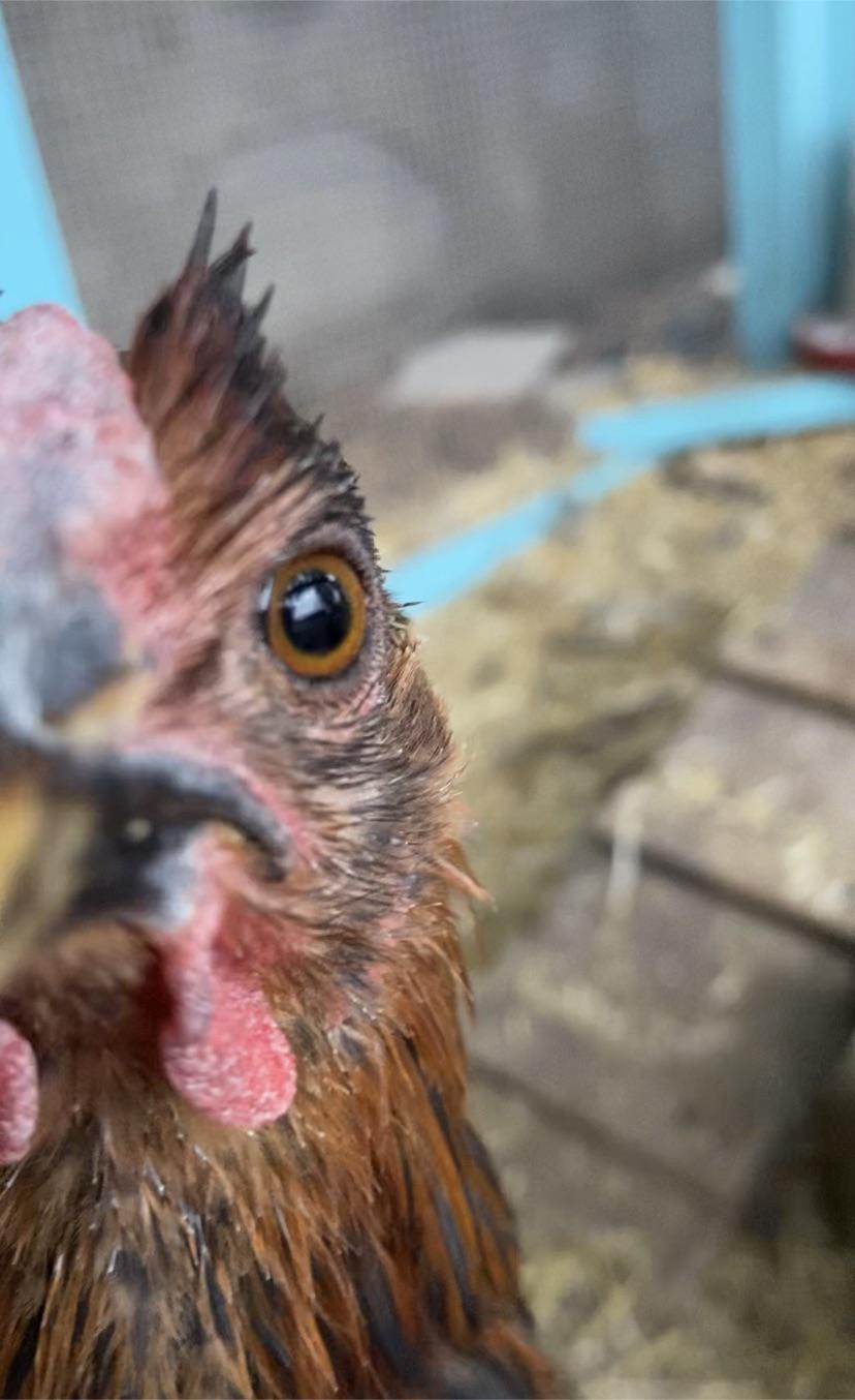 Do chickens get bored? r/BackYardChickens