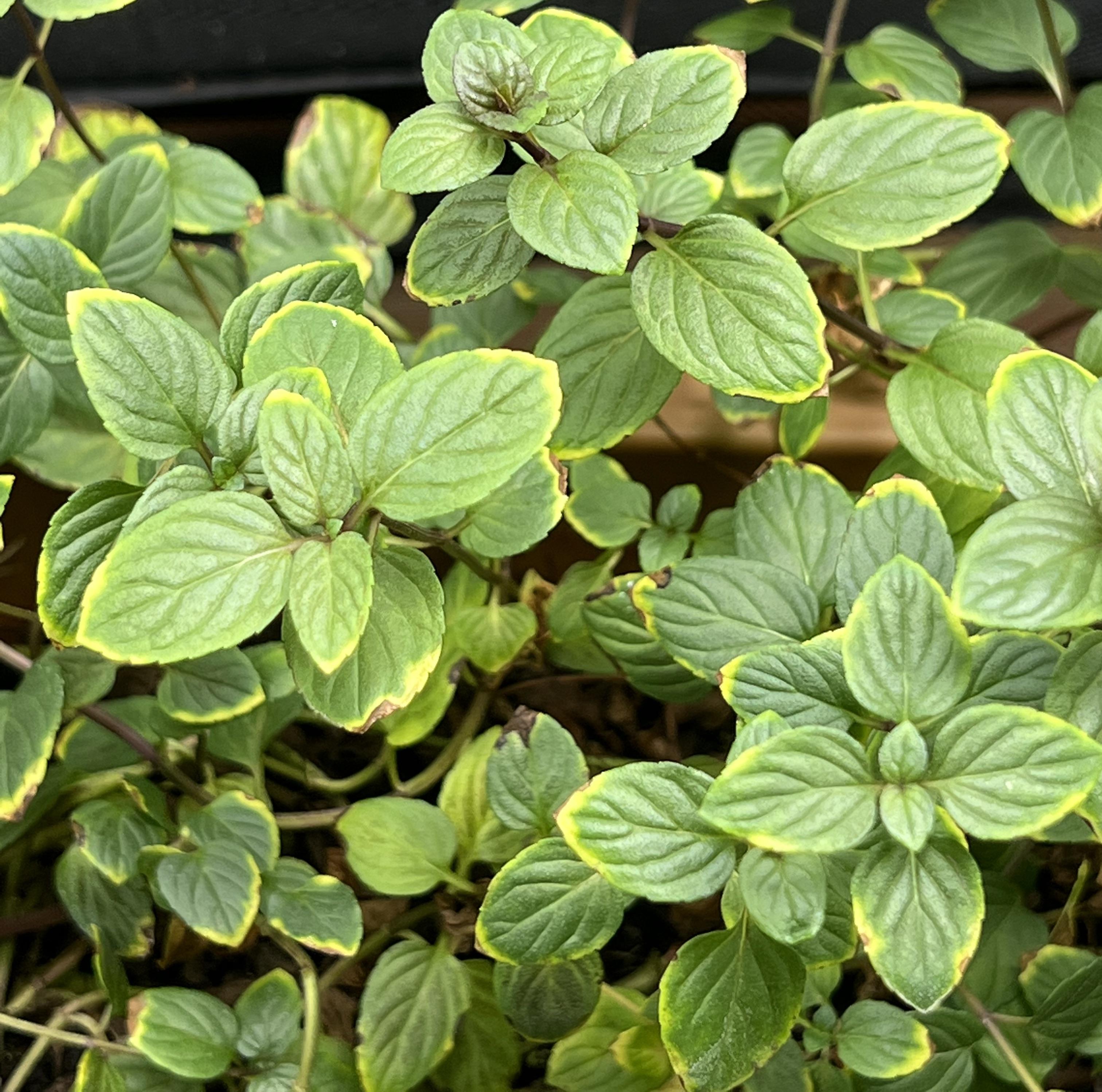 Tips of Mint Leaves Yellowing r/plants