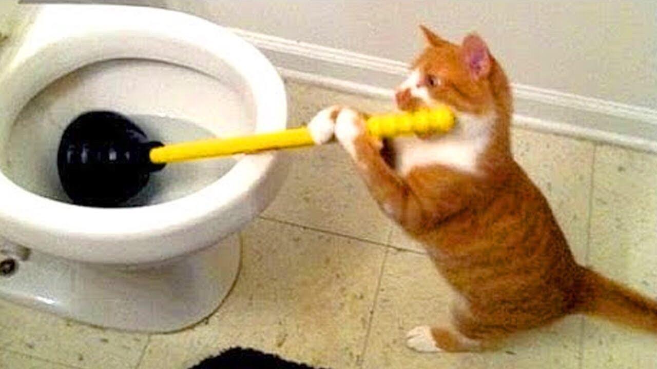 Local cat does housework. r/Catmemes