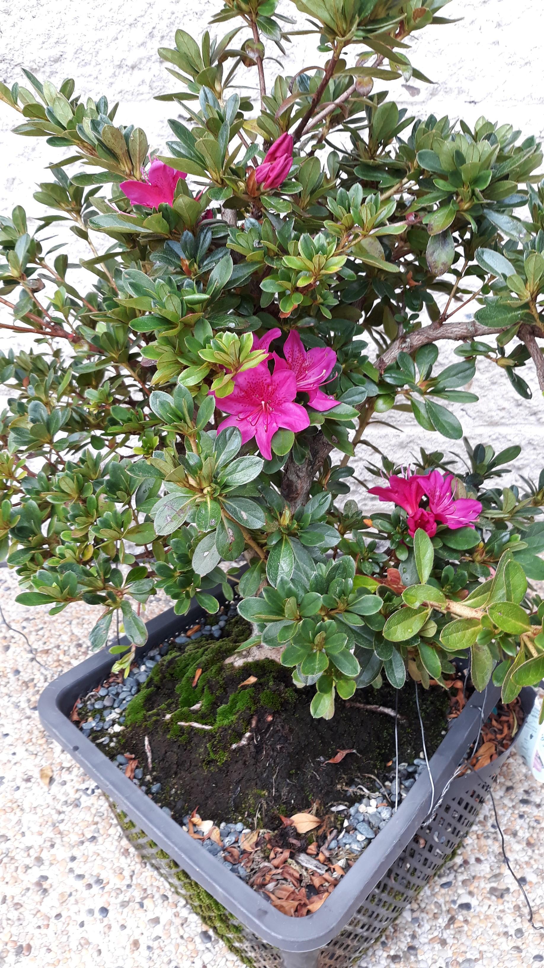 Azalea flowering for the 3rd time due to warm weather r/Bonsai
