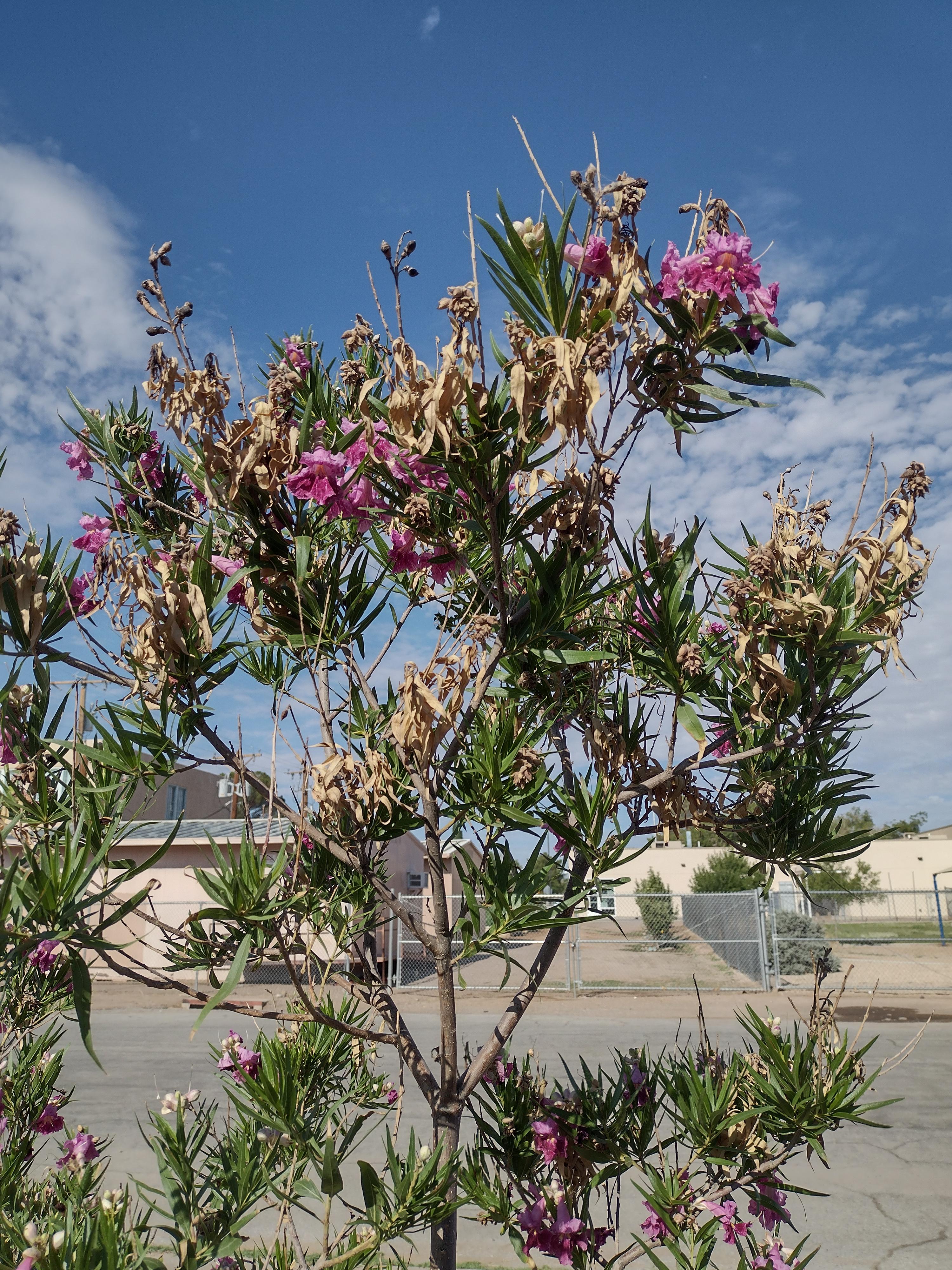 landlord had desert willows planted in our yard, I am following the