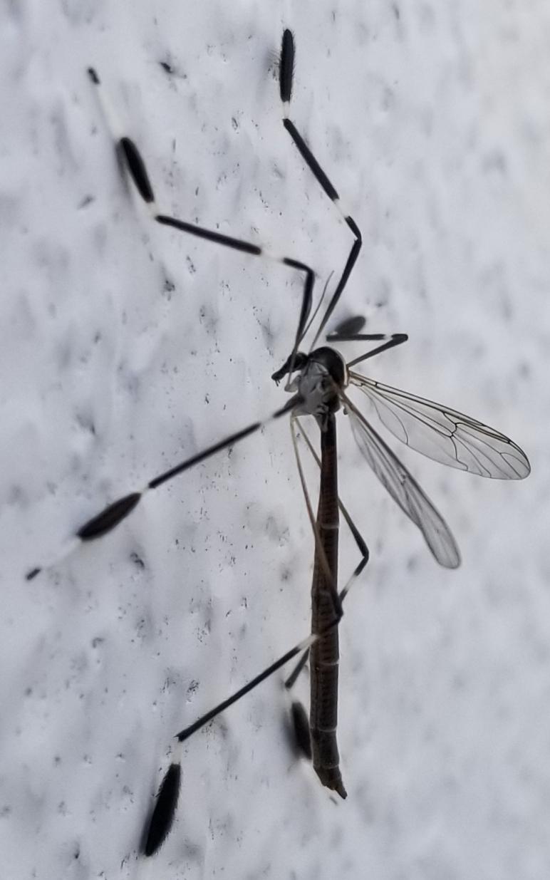 Black and white stripes? Found in New England, looks like a male