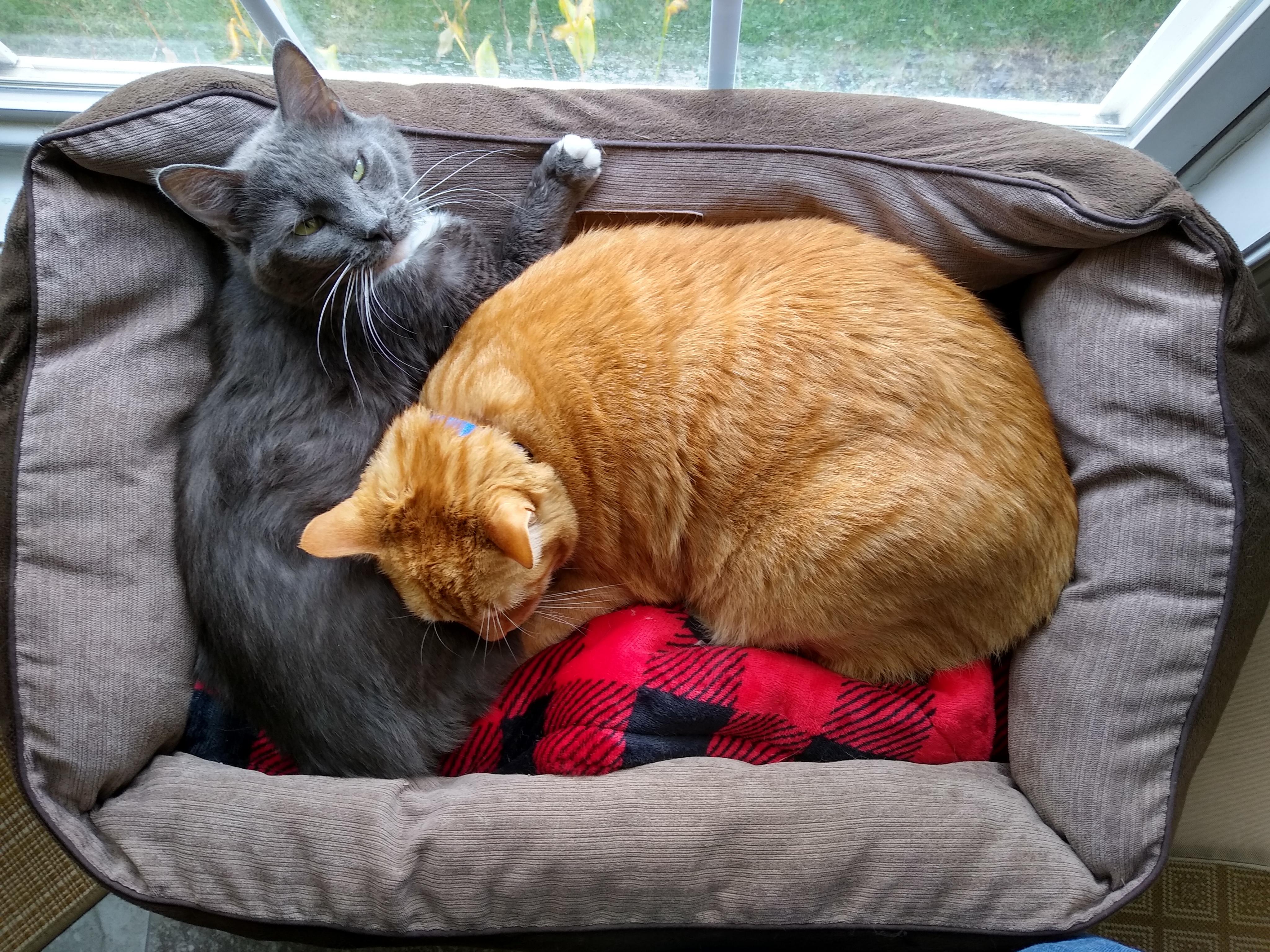 Found one to fix the bottom of their bed. Penny and Colby Jack are