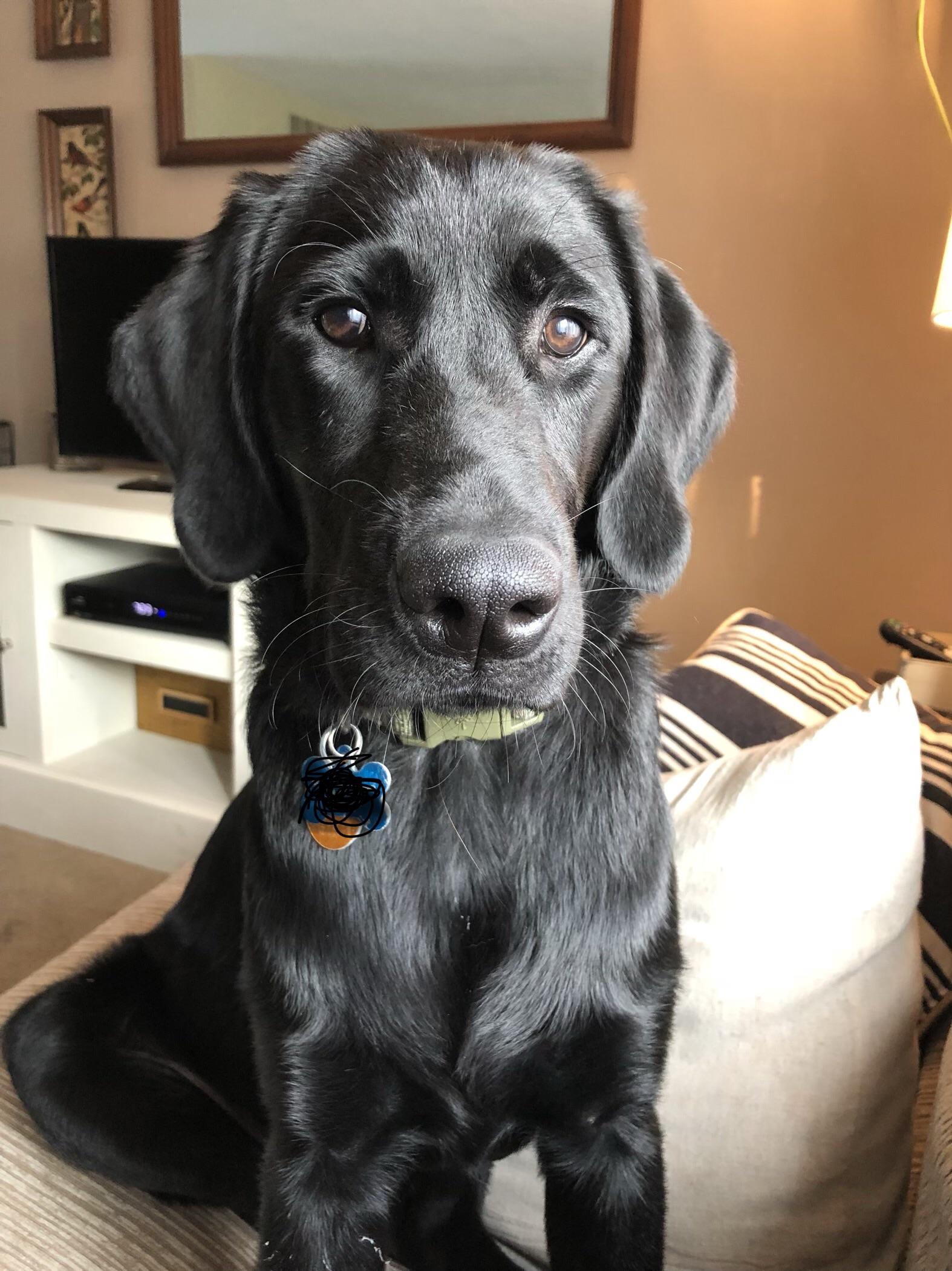 Walker. Golden doodleLab mix and my best friend. r/aww