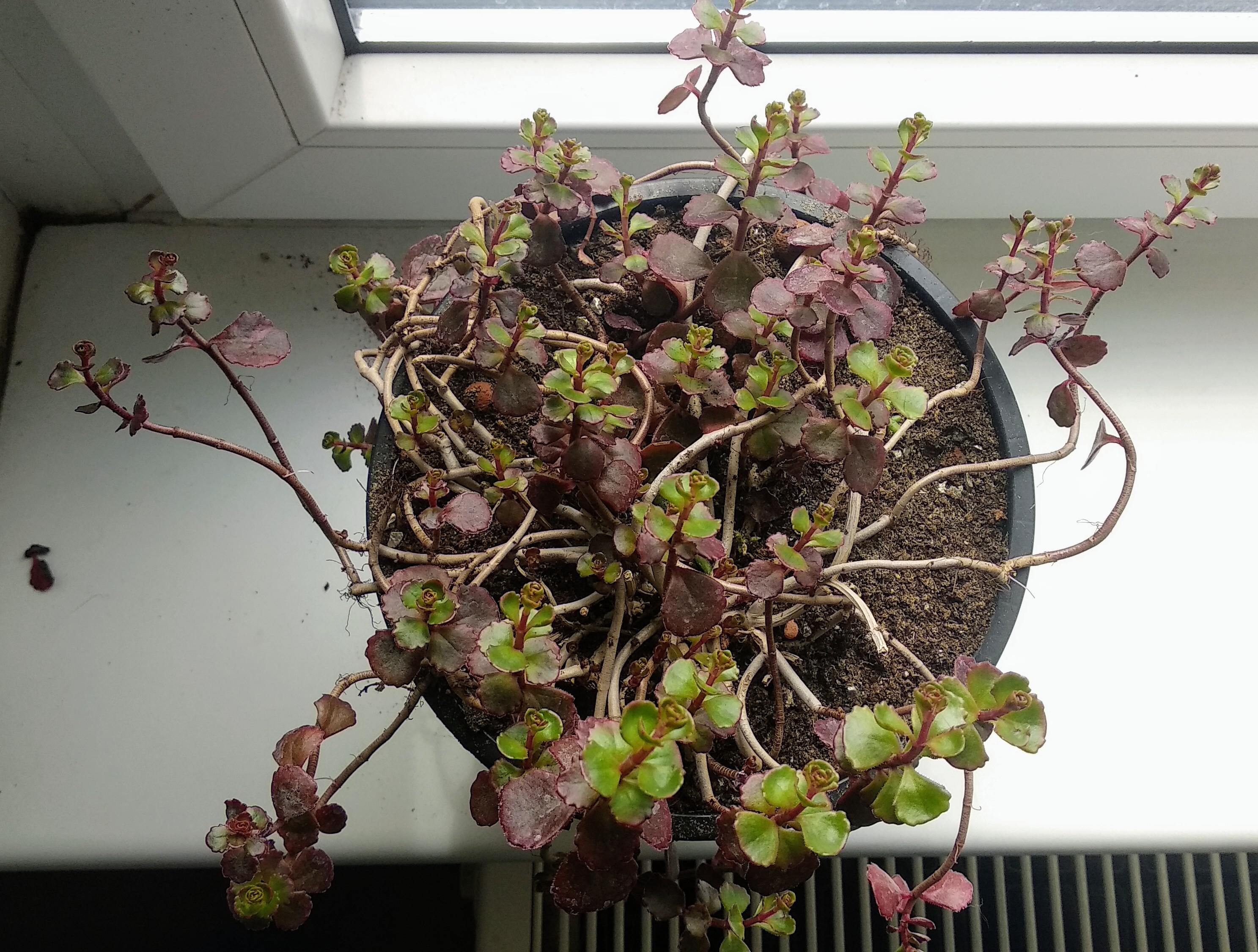 My first sedum (Dragon's Blood). It looks a bit leggy, should I prune