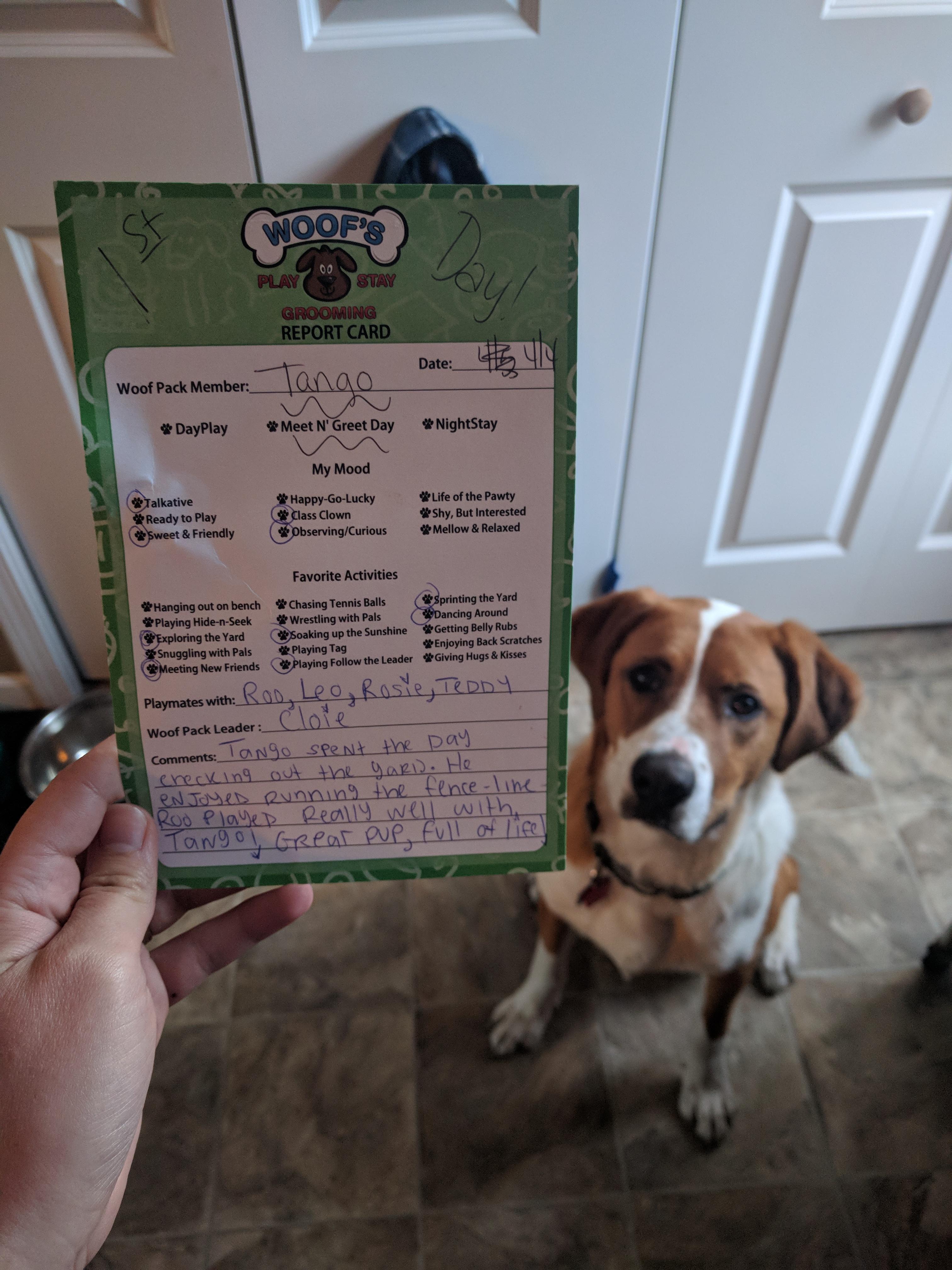 271 best Doggy Daycare images on Pholder Aww, Puppy Smiles and