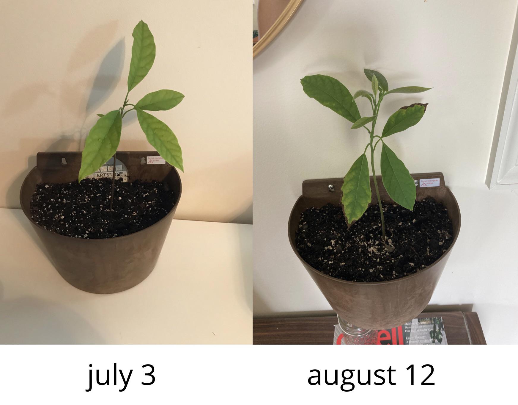 my indoor avocado plant that i am growing from the pit is both growing