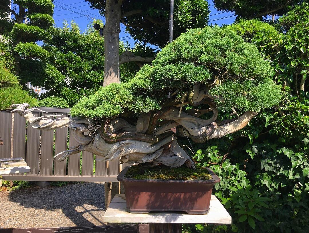 Visited Master Kimura's garden while in Japan. It was an incredible