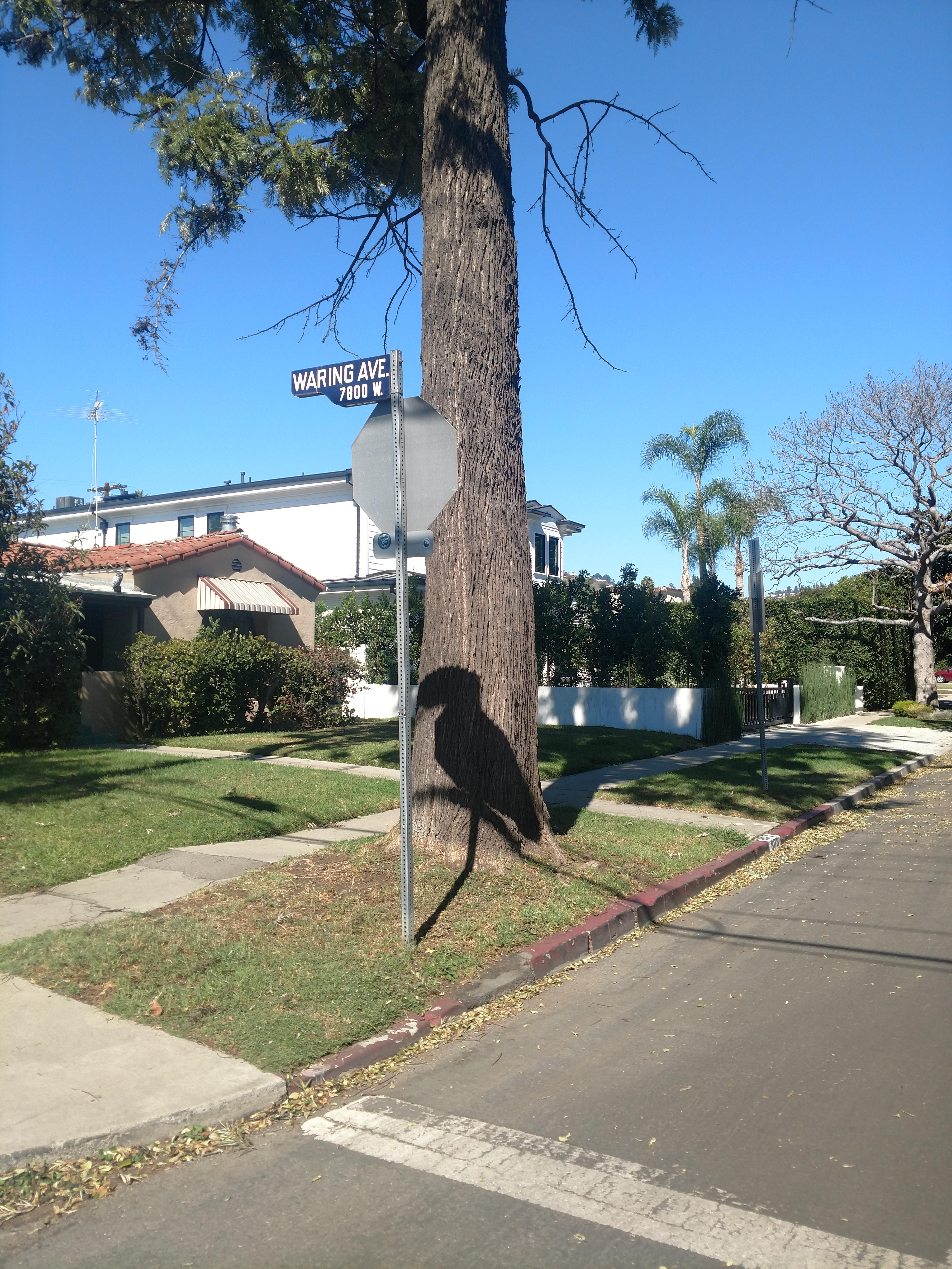 This shadow of a stop sign that looks like a bird. r/mildlyinteresting