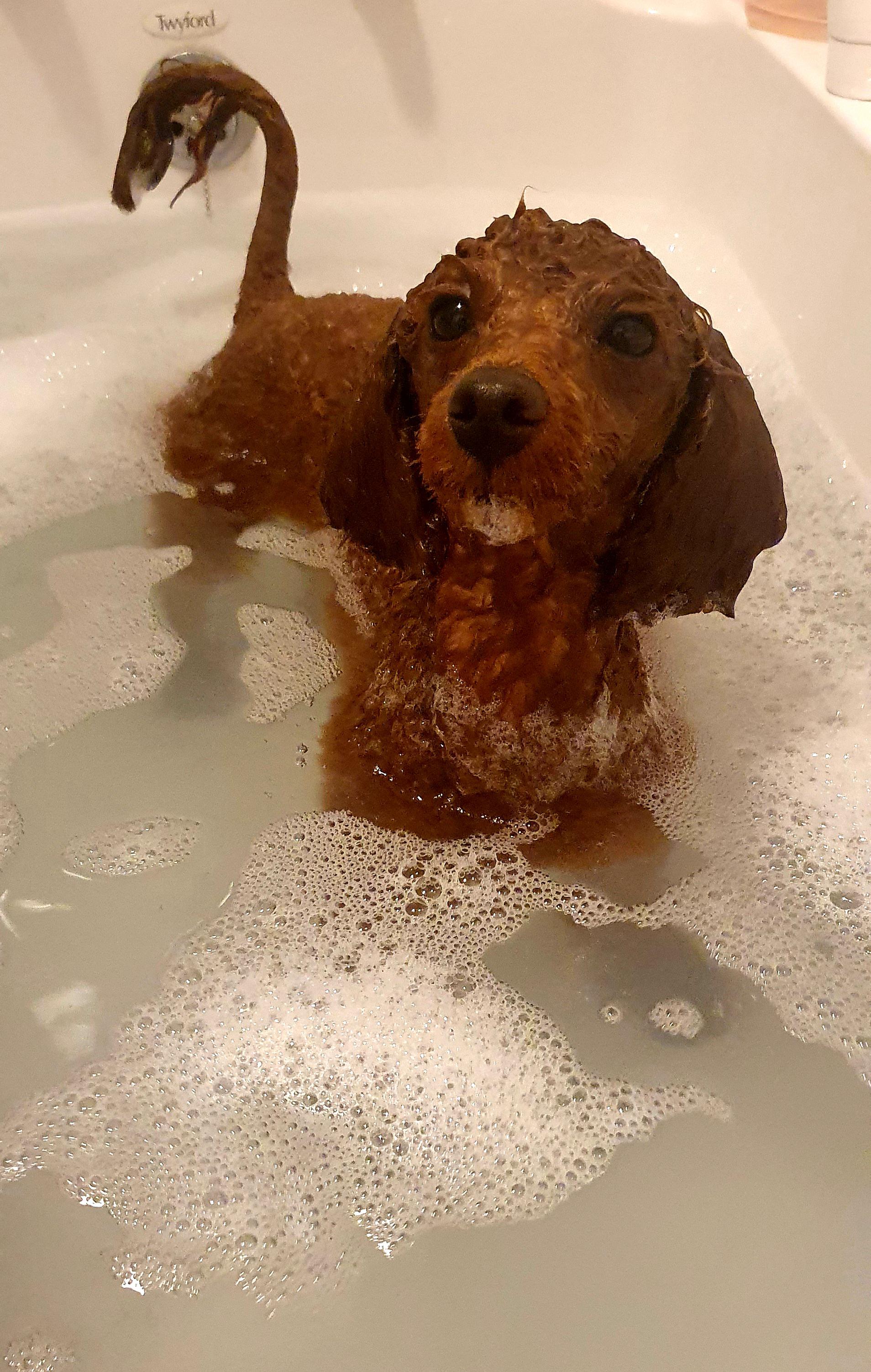 Sneaking into mummy's bath like... r/poodles
