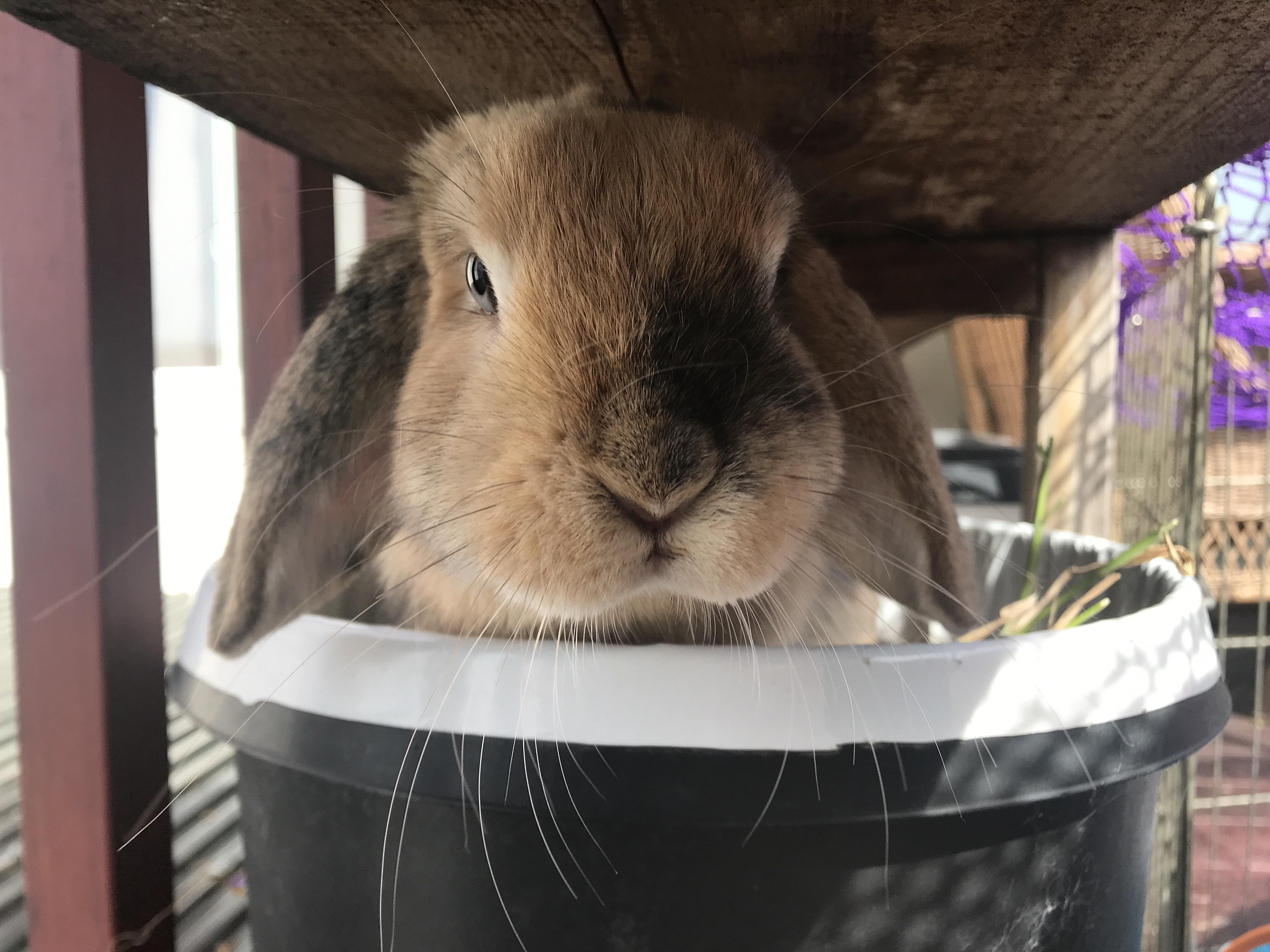 She loves sitting in her pot. r/aww