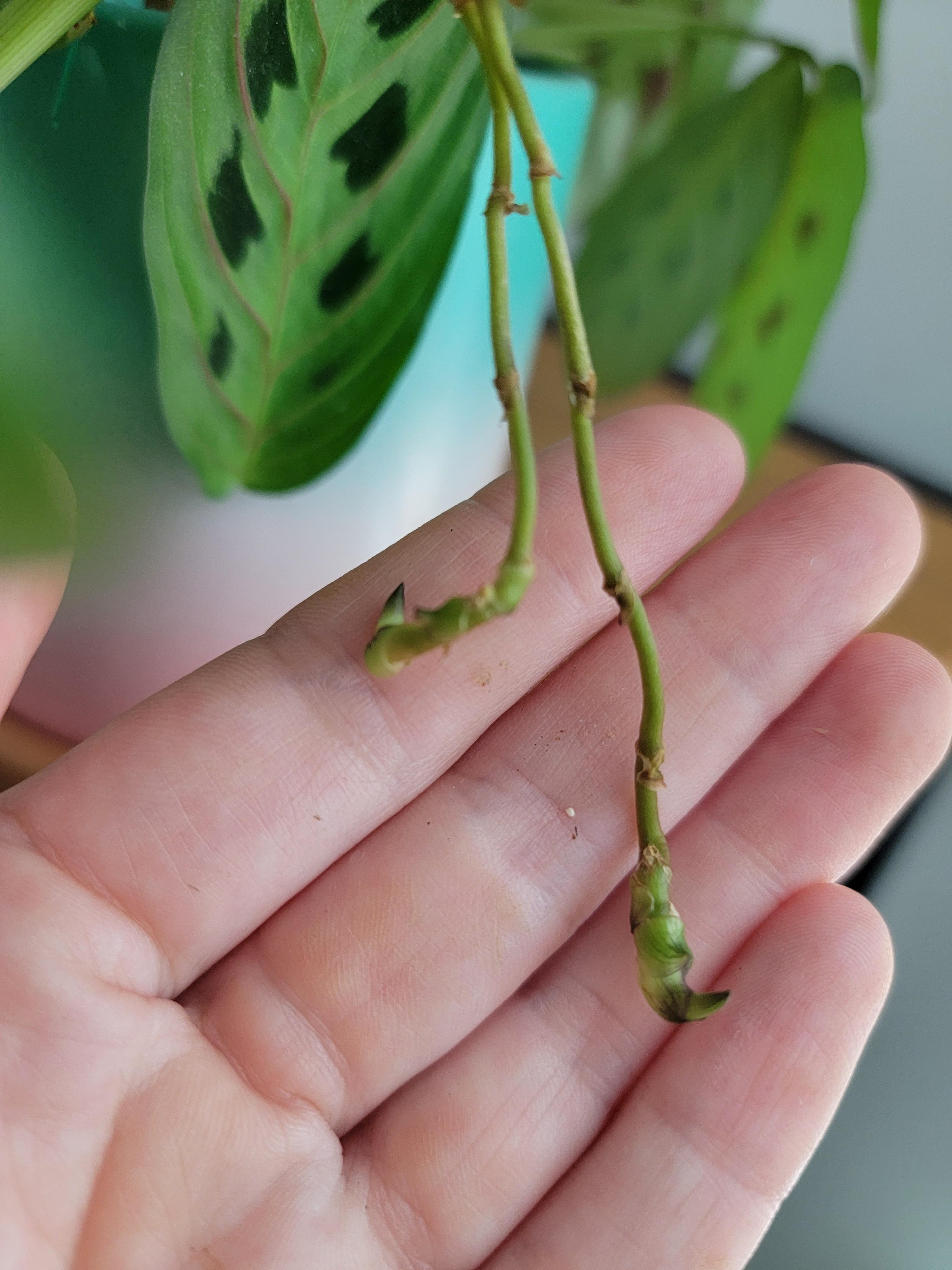 I believe these are aerial roots on my prayer plant, but what's going