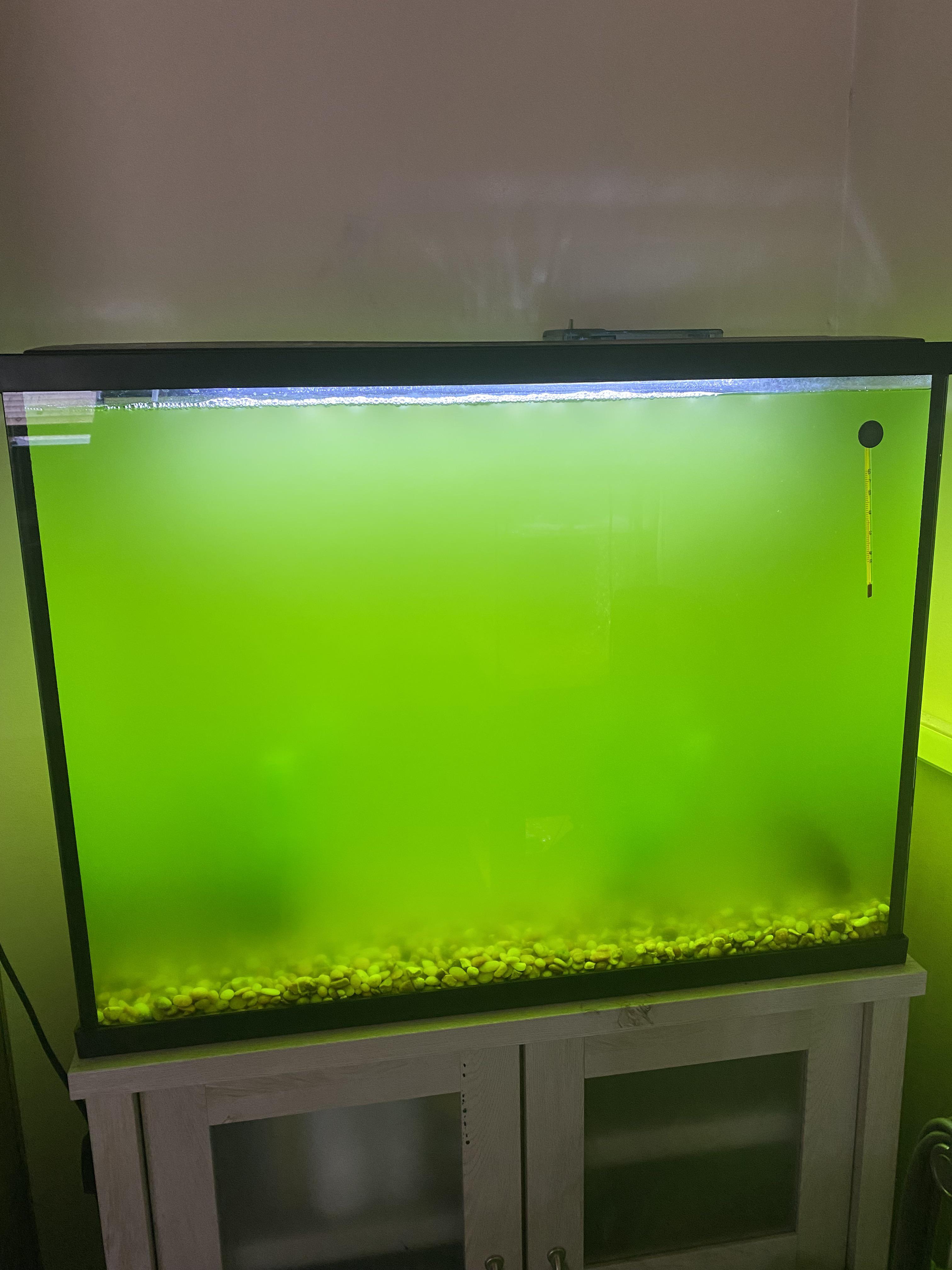 Does anyone know how to fix this I’ve been trying for 2 weeks r/Aquariums