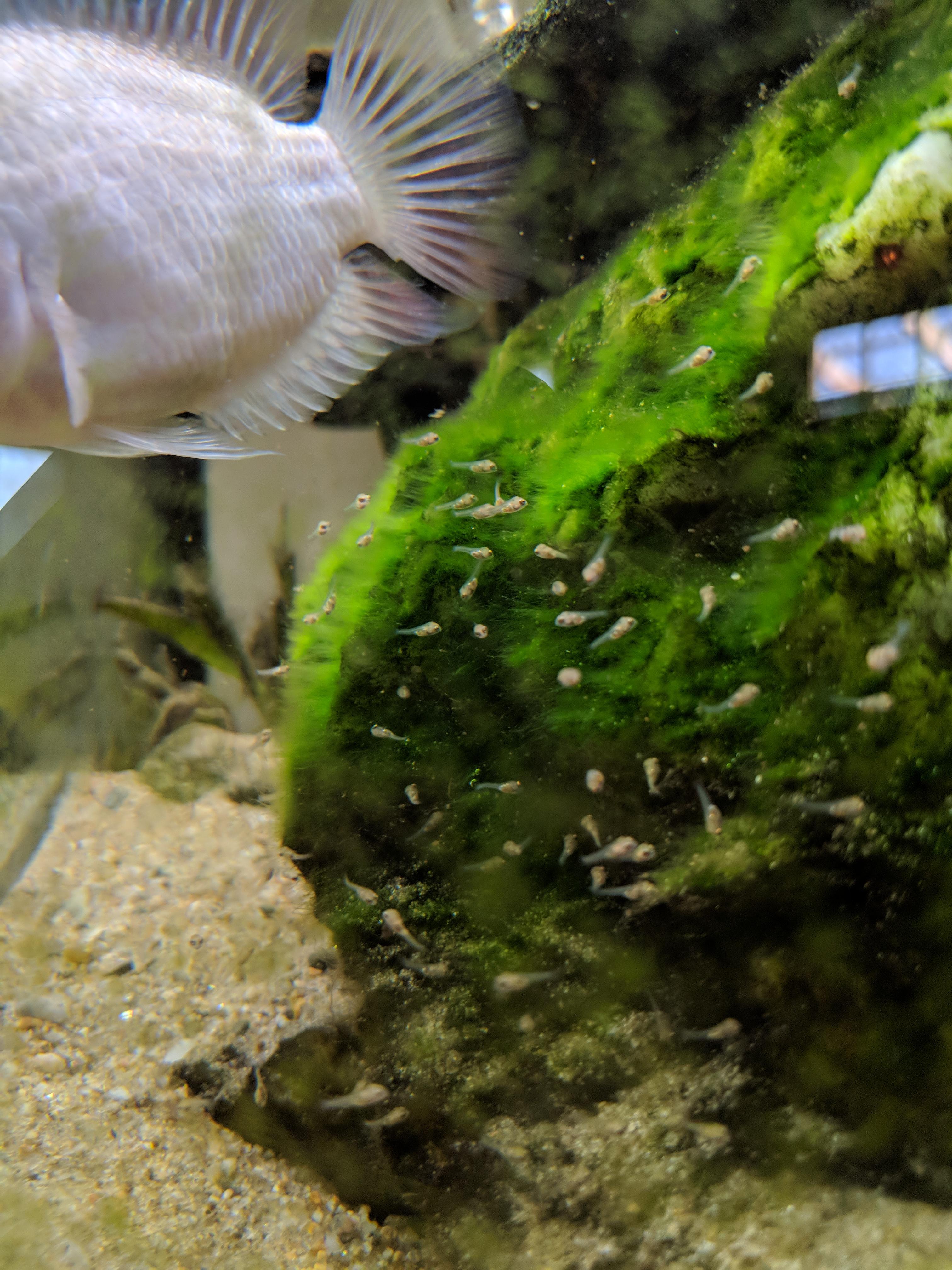 A swarm of Pink Convict Cichlid fry feeding on a mat of algae r/Aquariums