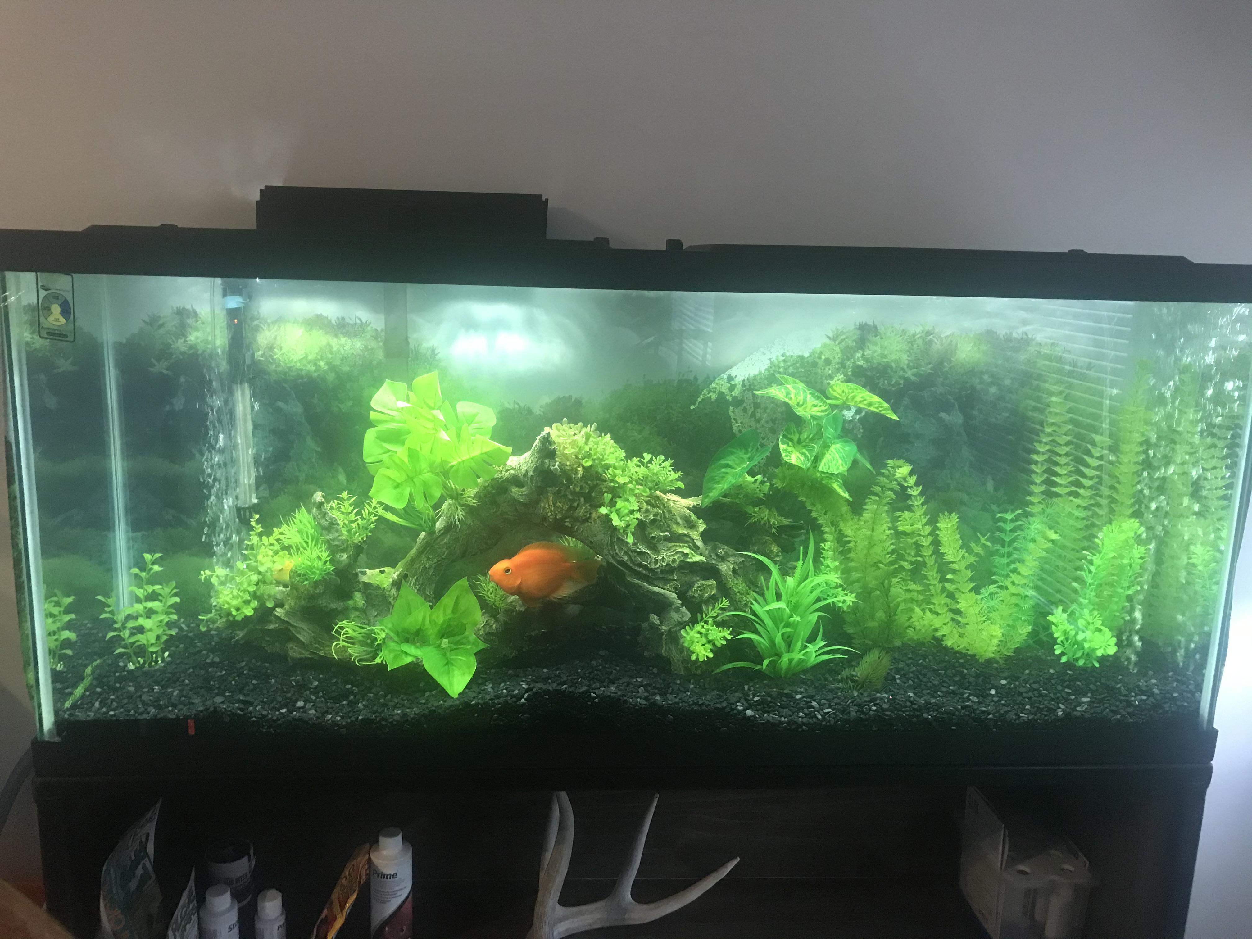 Put the ornaments and plants in the dishwasher for an easy clean r