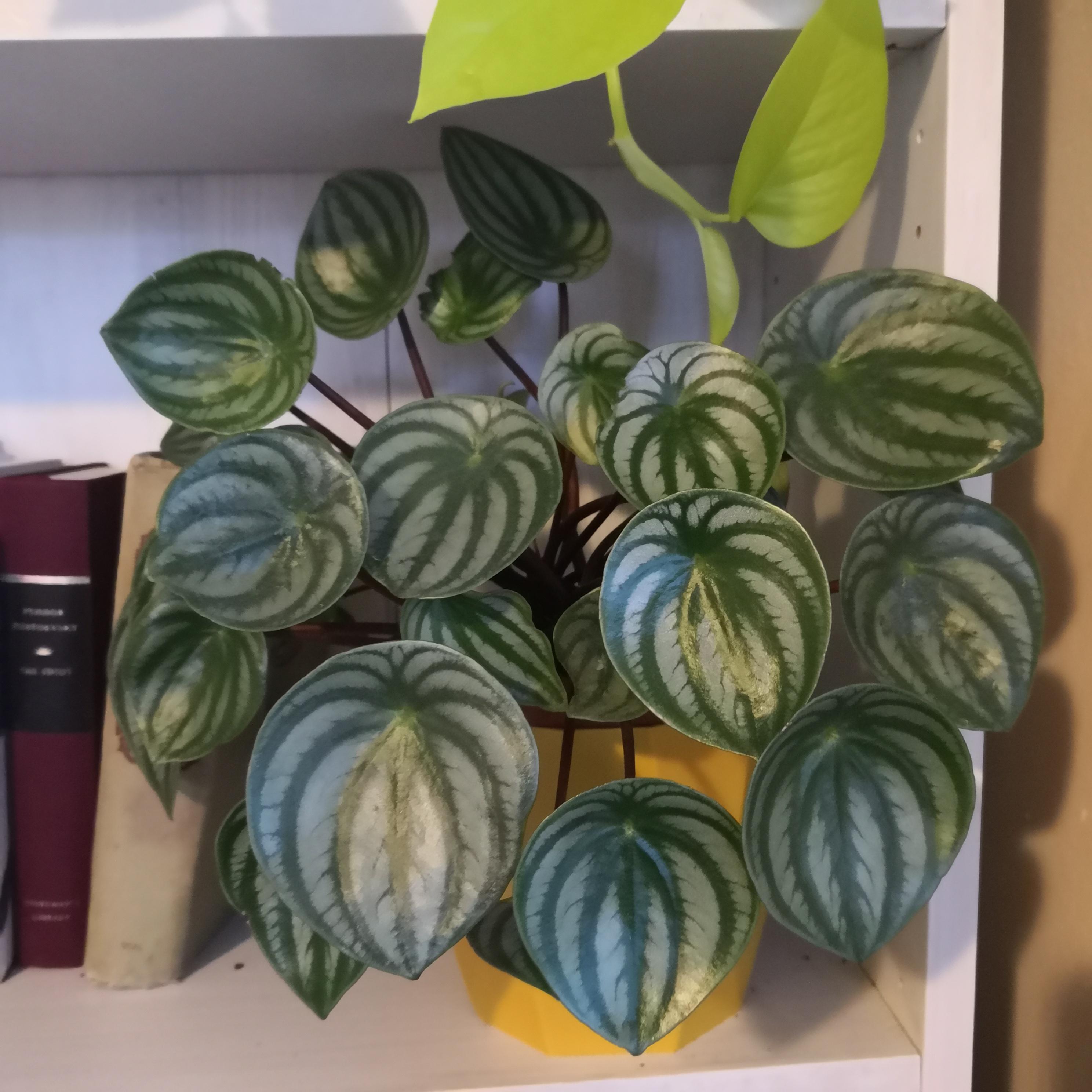 39 best u/hannah_maisie images on Pholder Houseplants, Indoor Garden and 52book