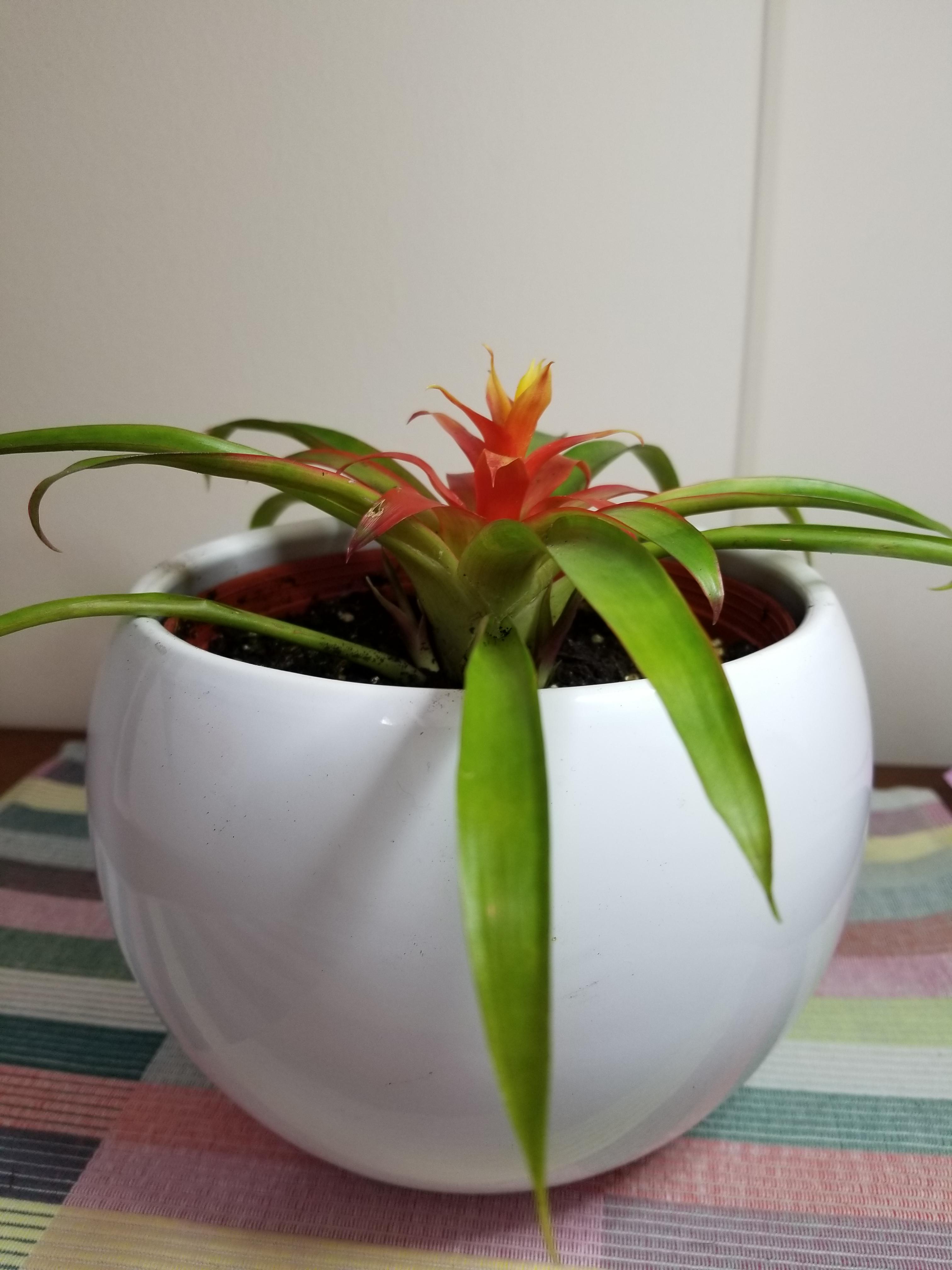 How do I separate the pups without damaging the main plant on this