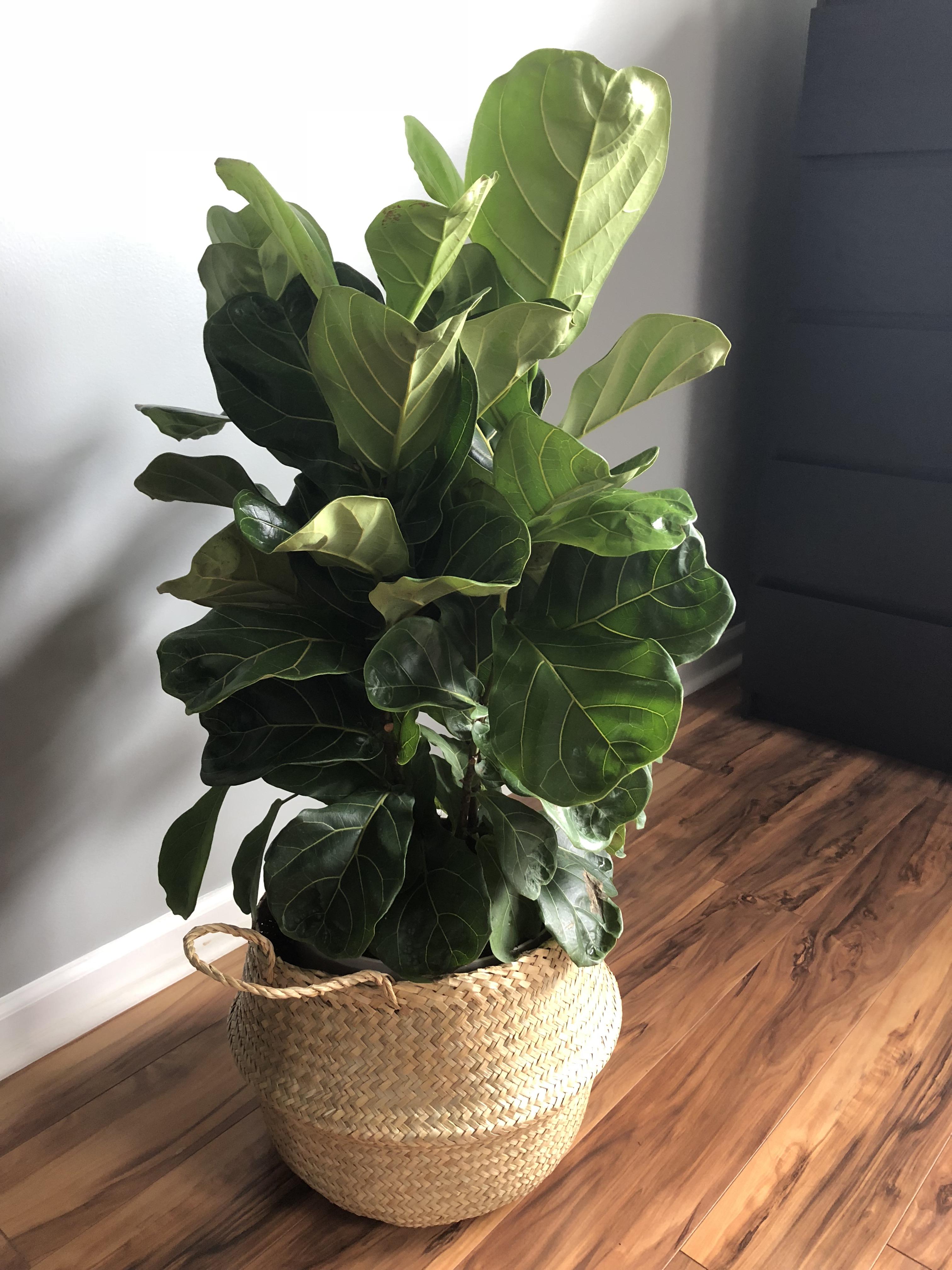 19.99 at Home Depot!! It has four separate branches 😍 r/houseplants