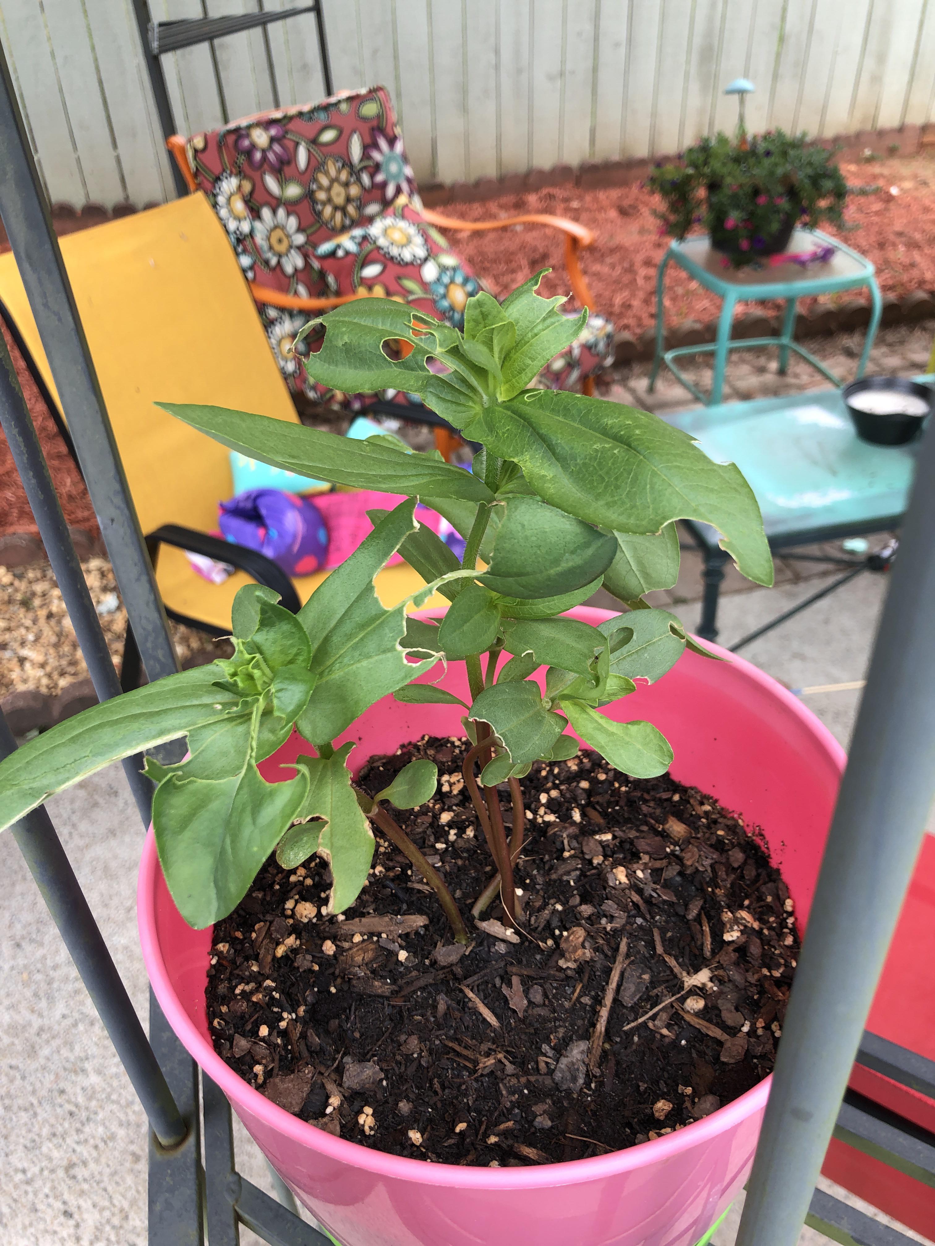 What’s eating my plants? r/gardening