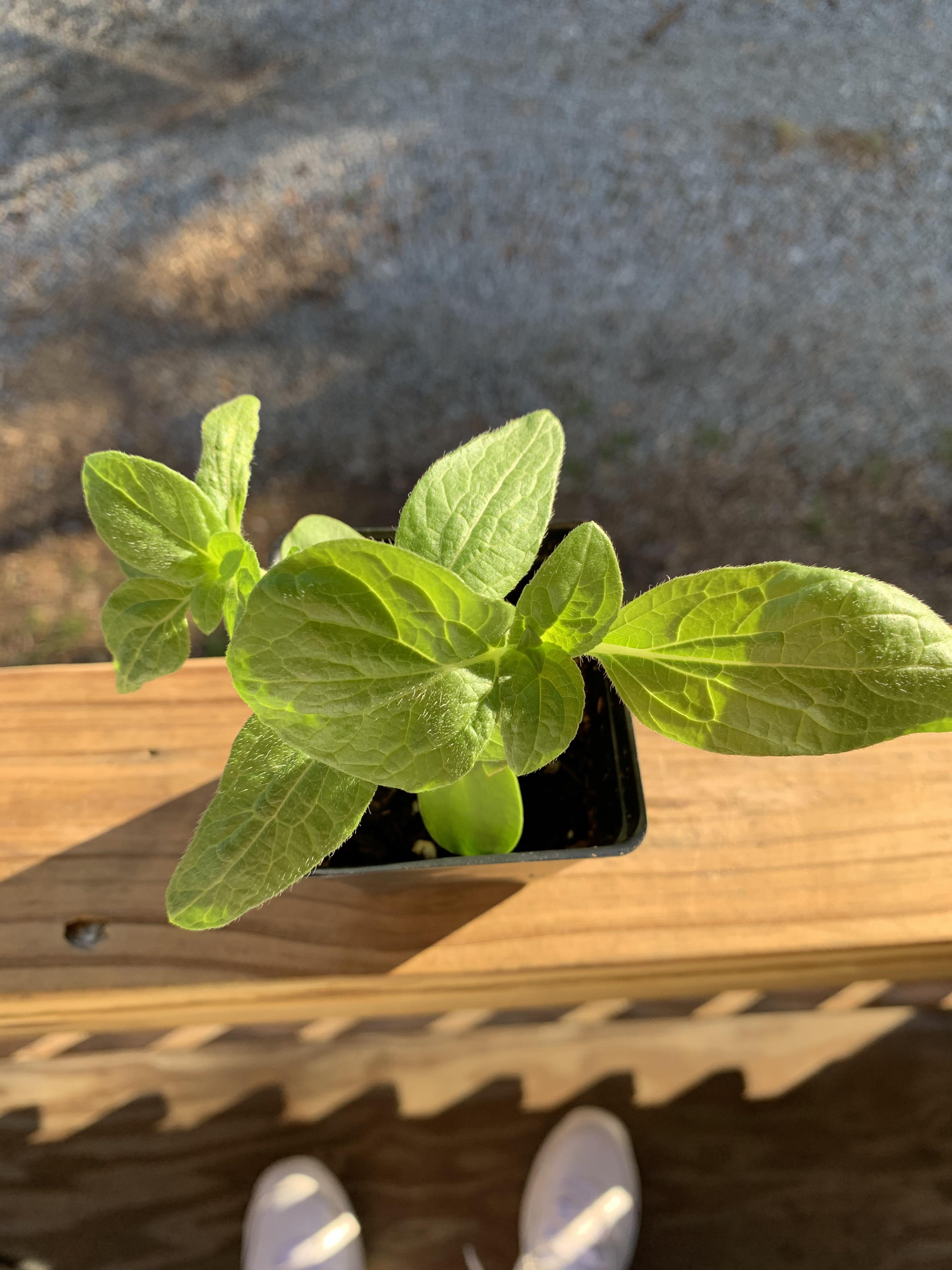 What is this?? Daisy or sunflower I live in a zone 7 I thought it was 2