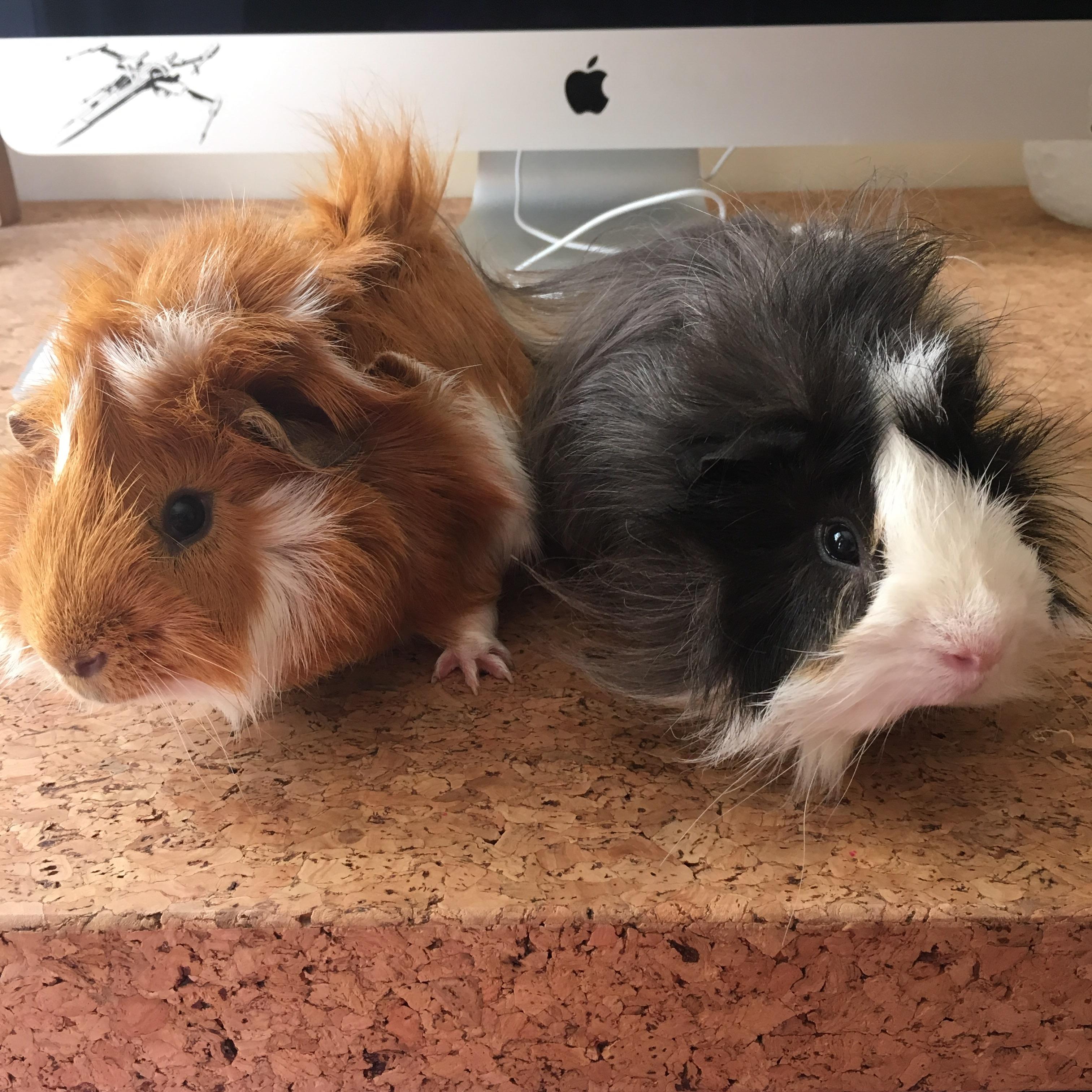 Guinea Pigs are the New Cats. My girlfriend and I are proud parents to