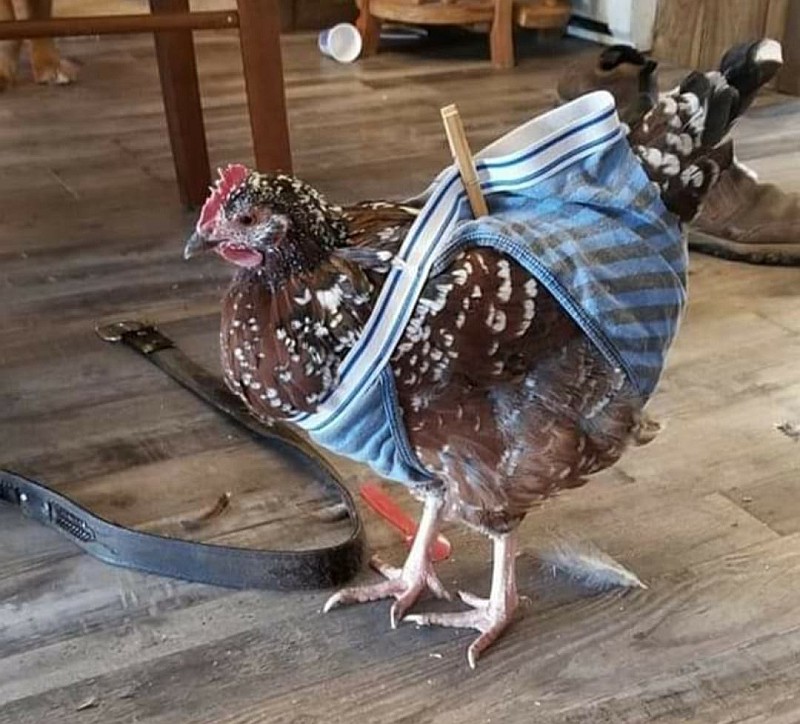 Standard toilet training for chickens funny