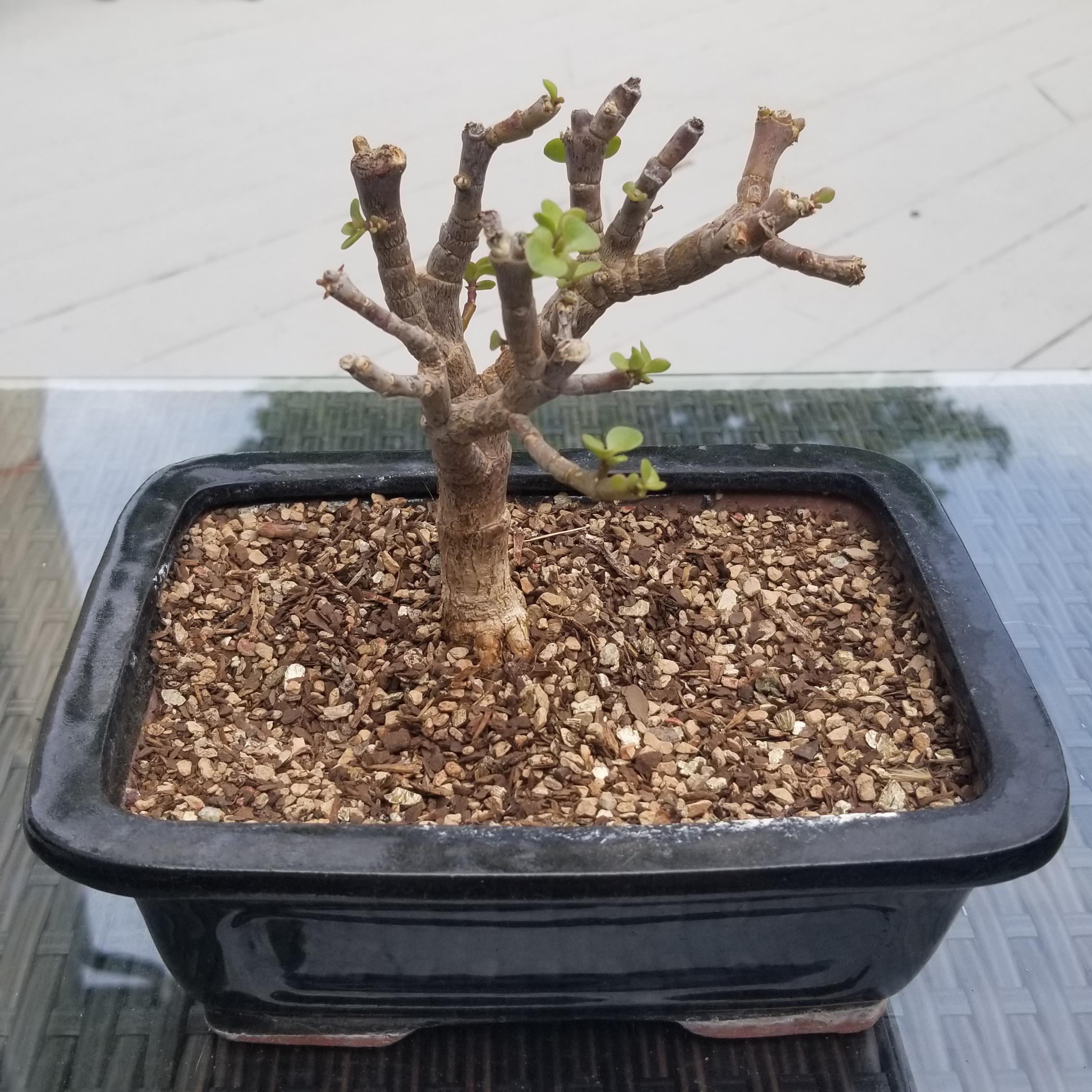 Picked this guy up at Home Depot as it was nearly dead, repotted it and all the leaves fell off