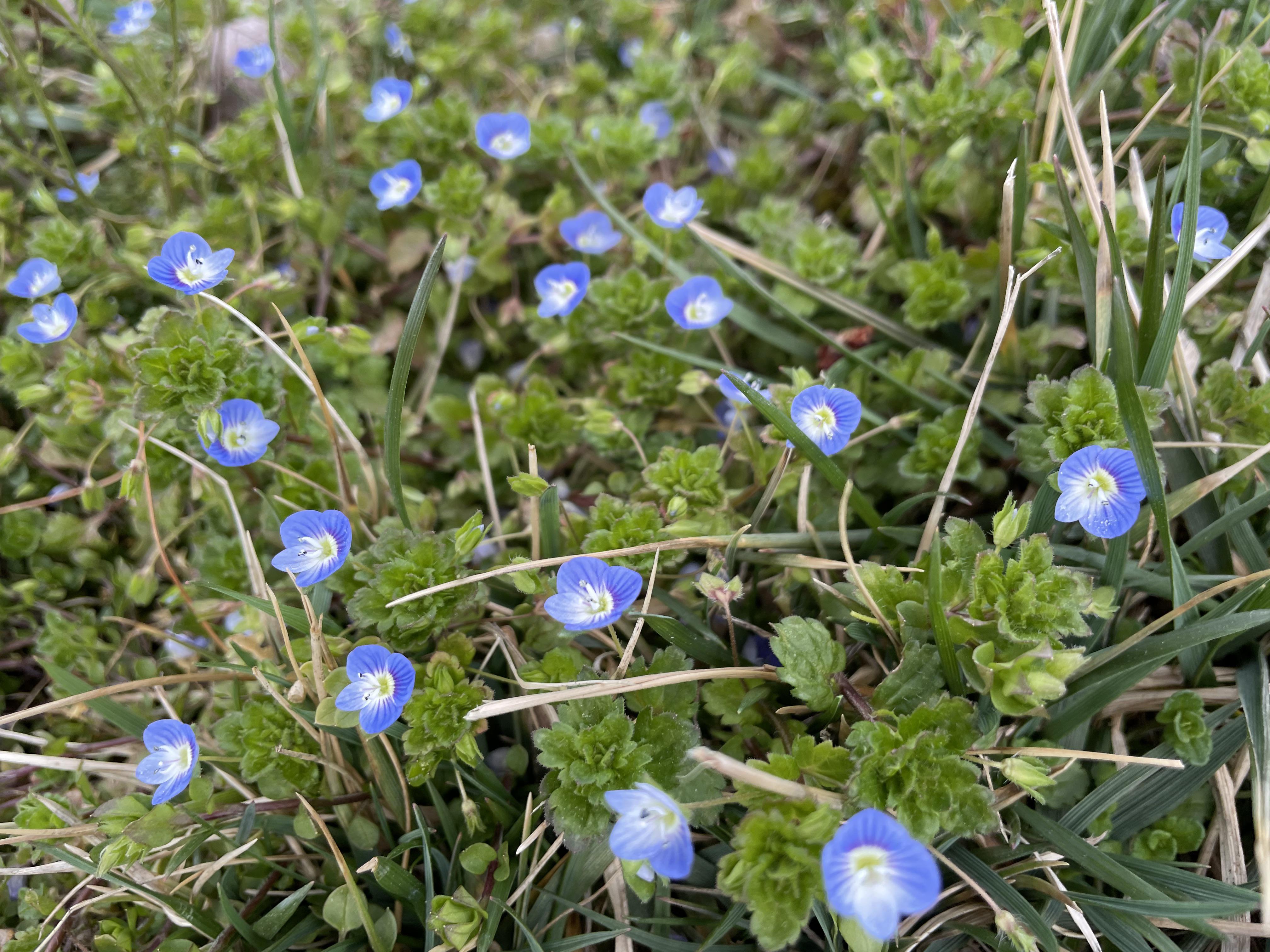 Little blue flowers in Maryland r/whatsthisplant