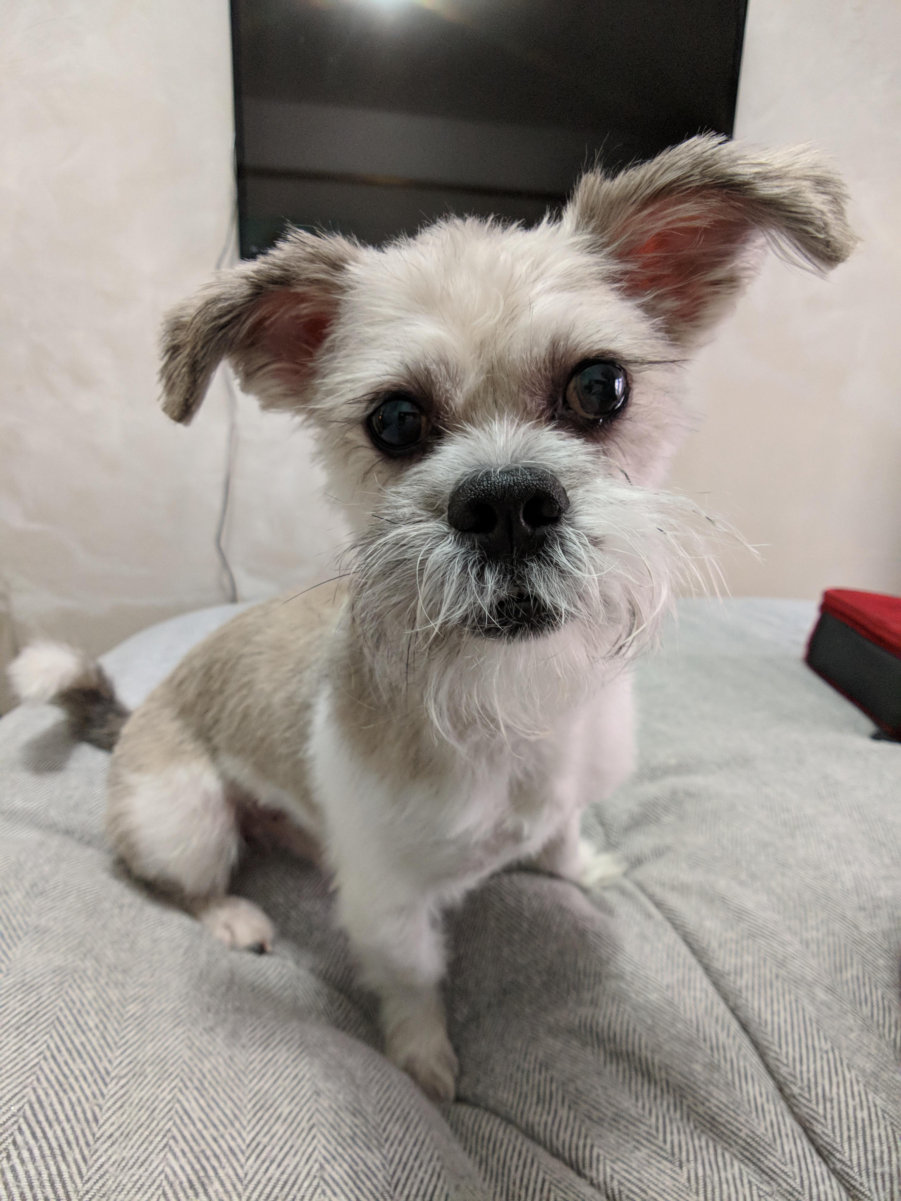 Meet Blu, a mini Schnauzer/Maltese mix (not mine) aww