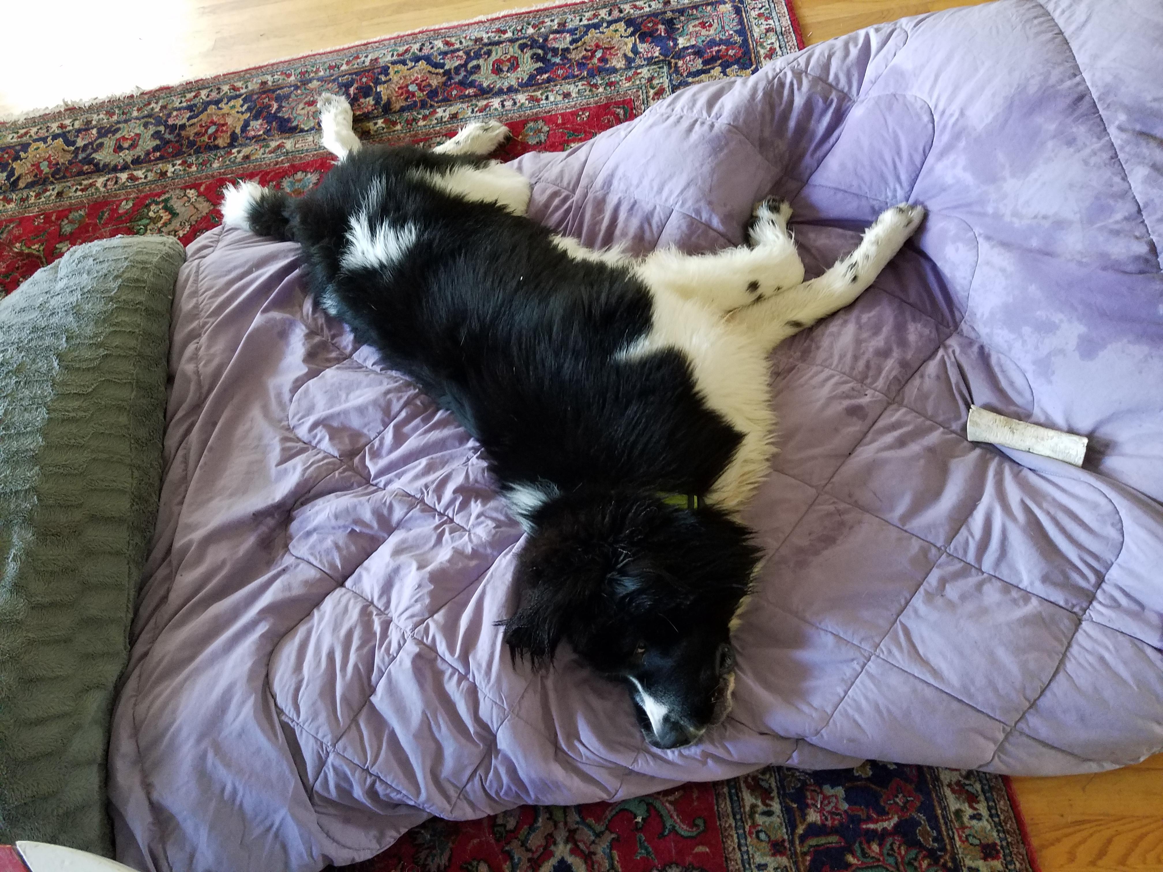 My sister's ten month old, 120 lb, Newfoundland on a double sized bed