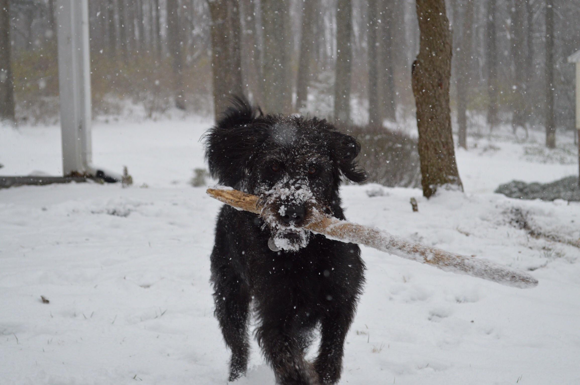 Dog or White Walker? r/pics
